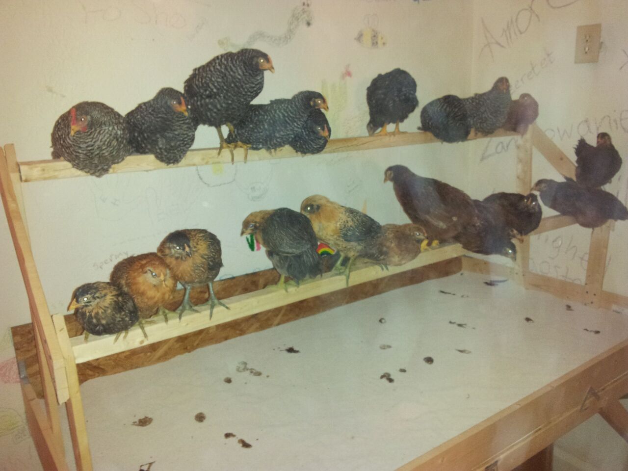 Interim coop... wonder how many males LOL