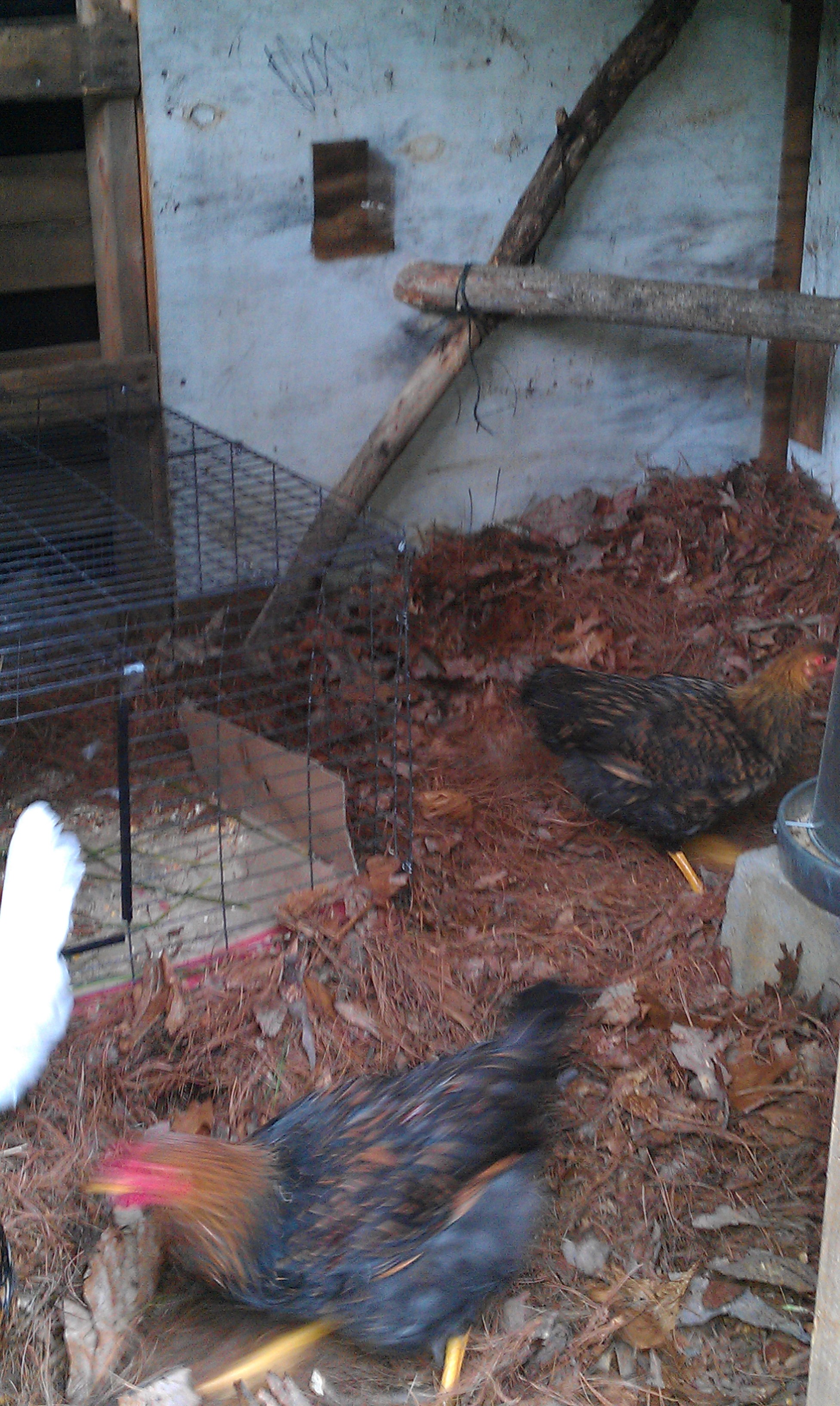 Interior and chickens in! Branch roost that the won't use.