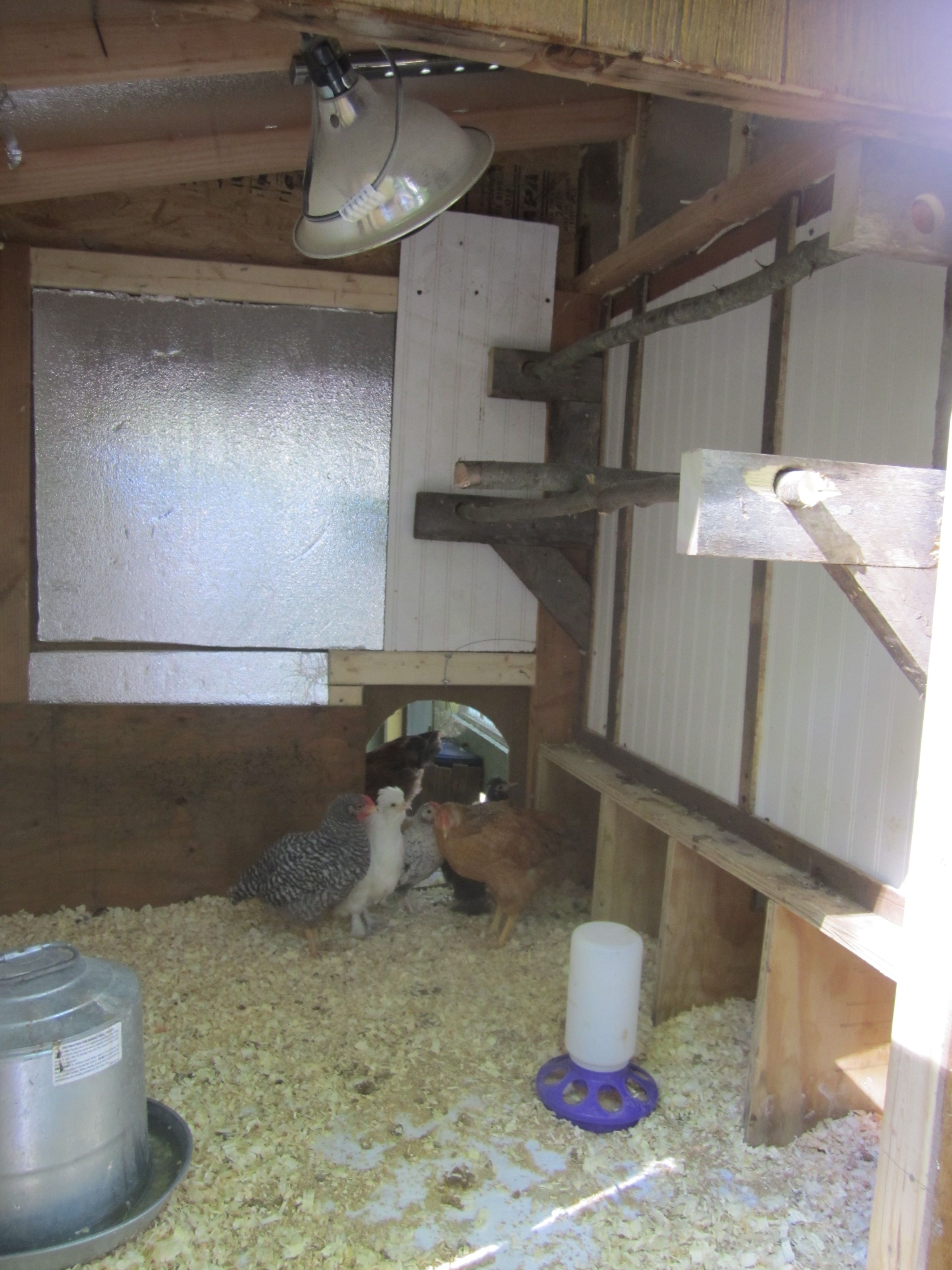 Interior of coop with 2 roosting bars and nesting boxes BackYard