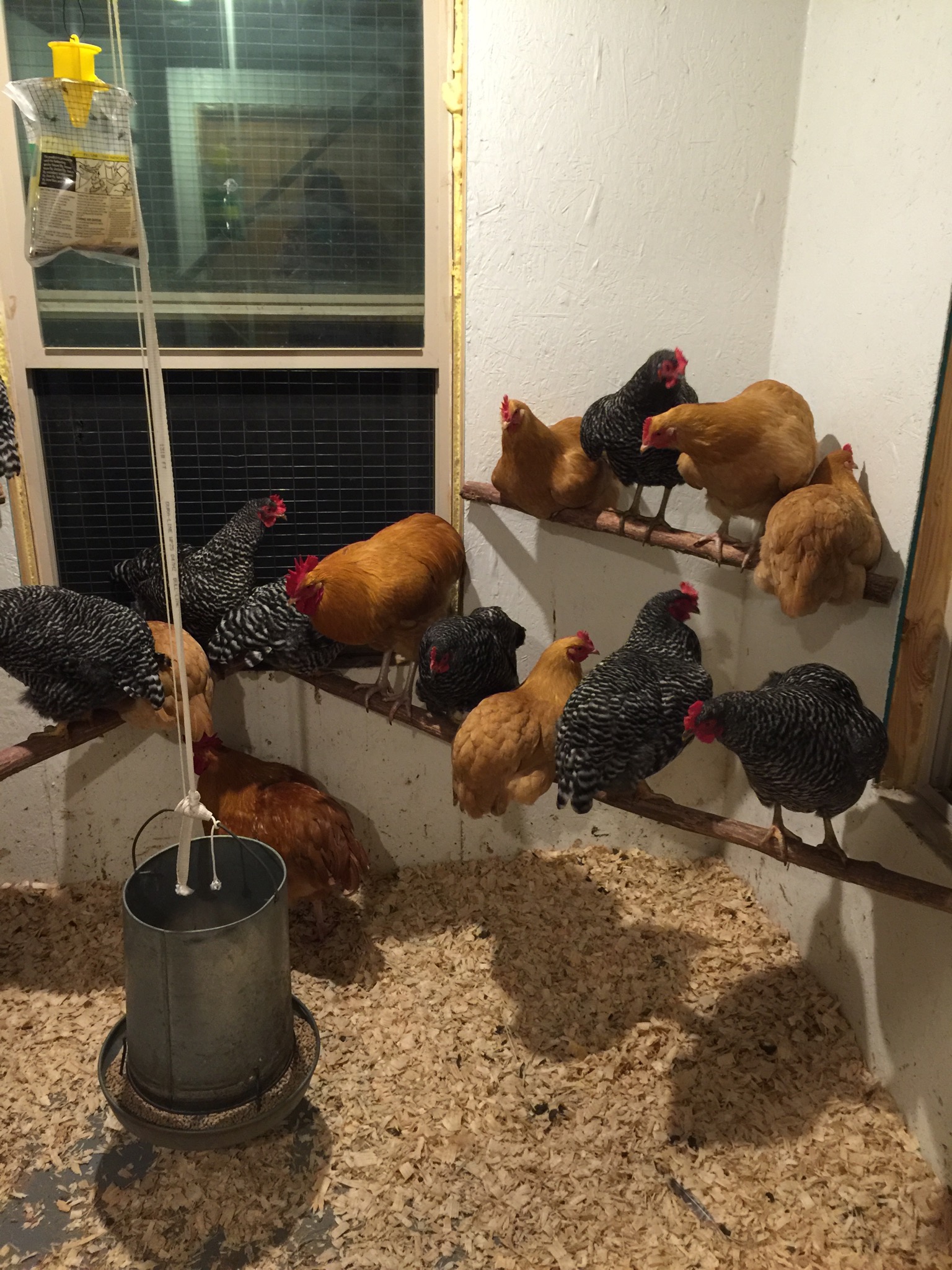 Interior perches salvaged from cedar trees on the property.