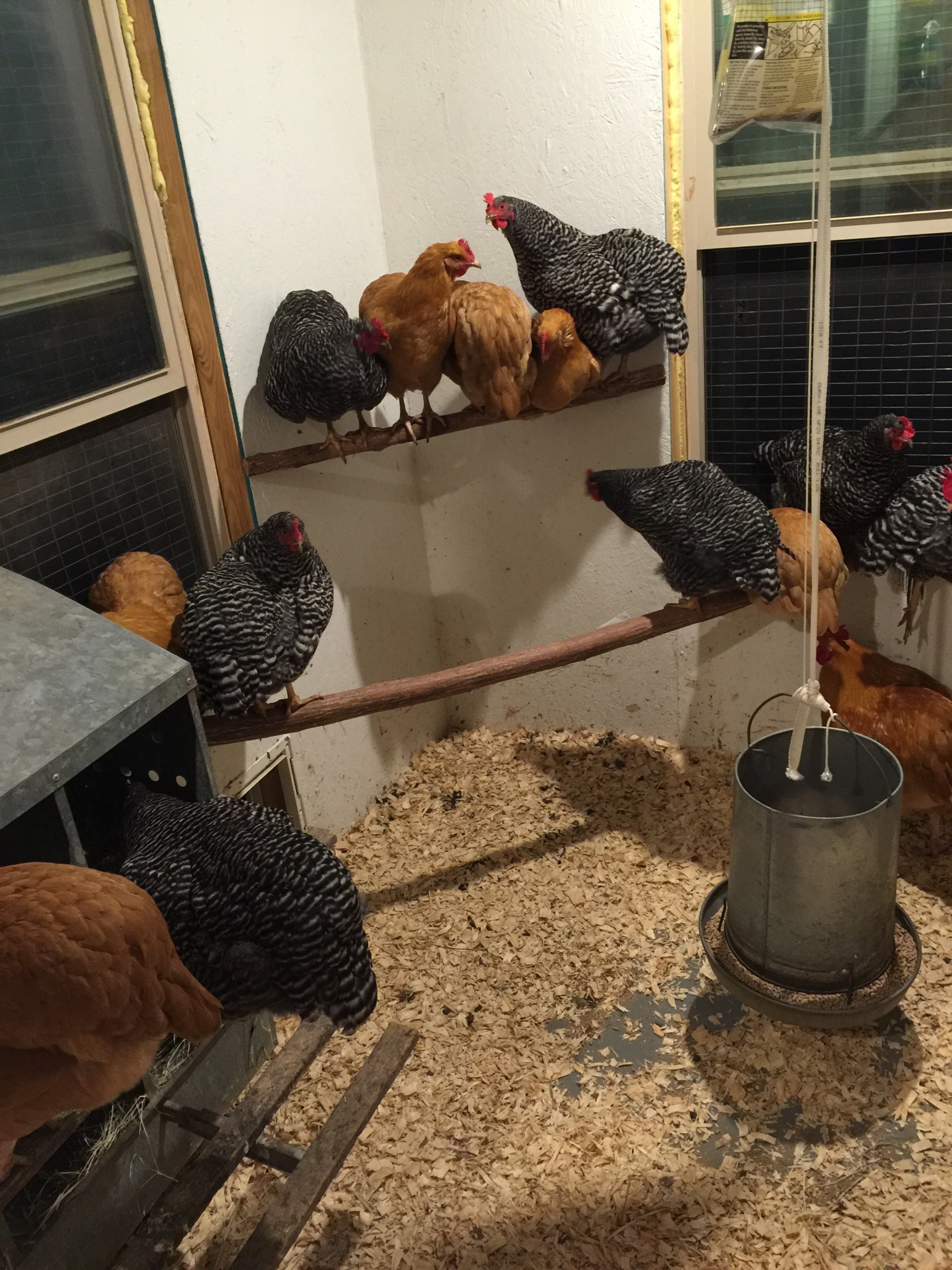Interior perches salvaged from cedar trees on the property.