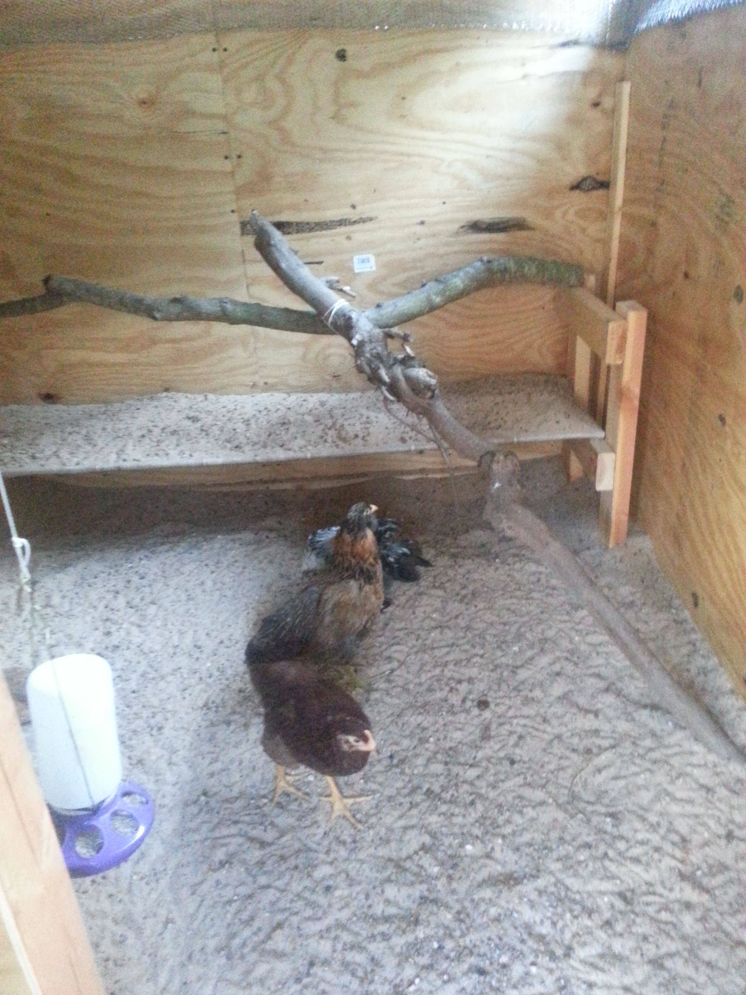 Interior -- sand on floor and poop boards
