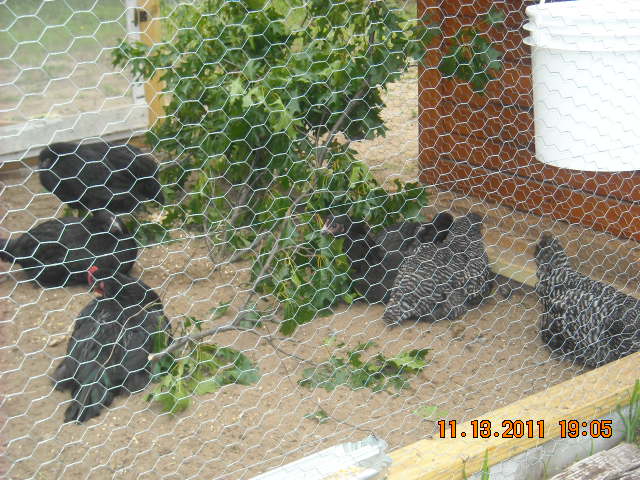 introducing new hens to flock
