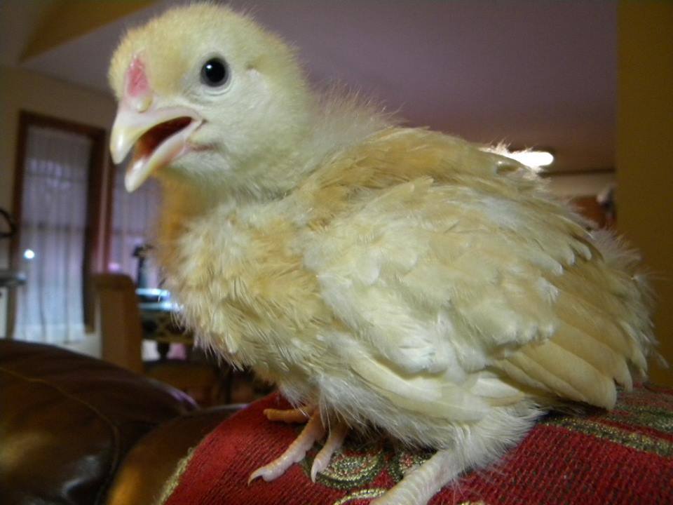 Introducing Ruby, the first to get her cone. Two named, four more to go. The chickens love to play four games in their box: Keep Away, (Have something in your mouth and run around the box trying to keep it away from the other chicks. Other chicks decide to play and chase you. If another one gets whatever, chase that one.), King of the Hill (Fly to the top of feeder and be yanked off by Diva Della), Statue (See who can be the stillest the longest.) and Follow the Leader (If one does eats, drinks, plays, the others must join in as well.) Being girls, they also love diamonds. They work so hard to steal mine.

March 28, 2015,  We lost Ruby this morning. Don't know why. RIP, Ruby.