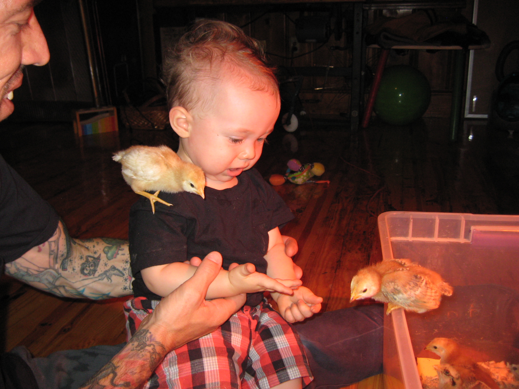 introducing the little guys to my little guy