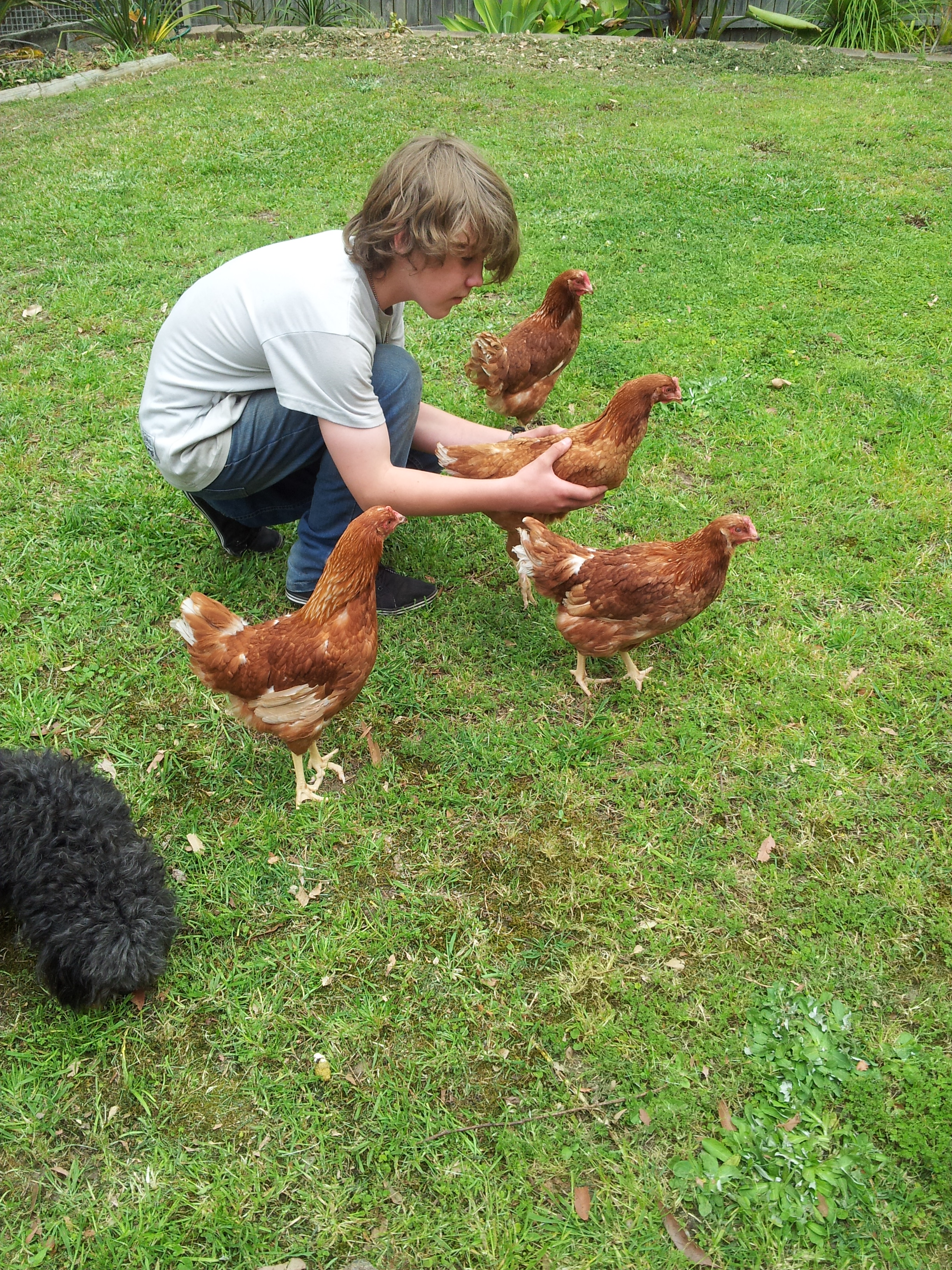 Introducing them to grass for the first time. They cope quite well and seem to like the freedom :)