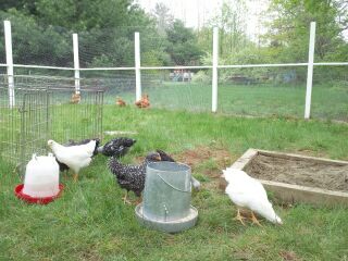 Introduction of our 2 month old chicks to the current flock