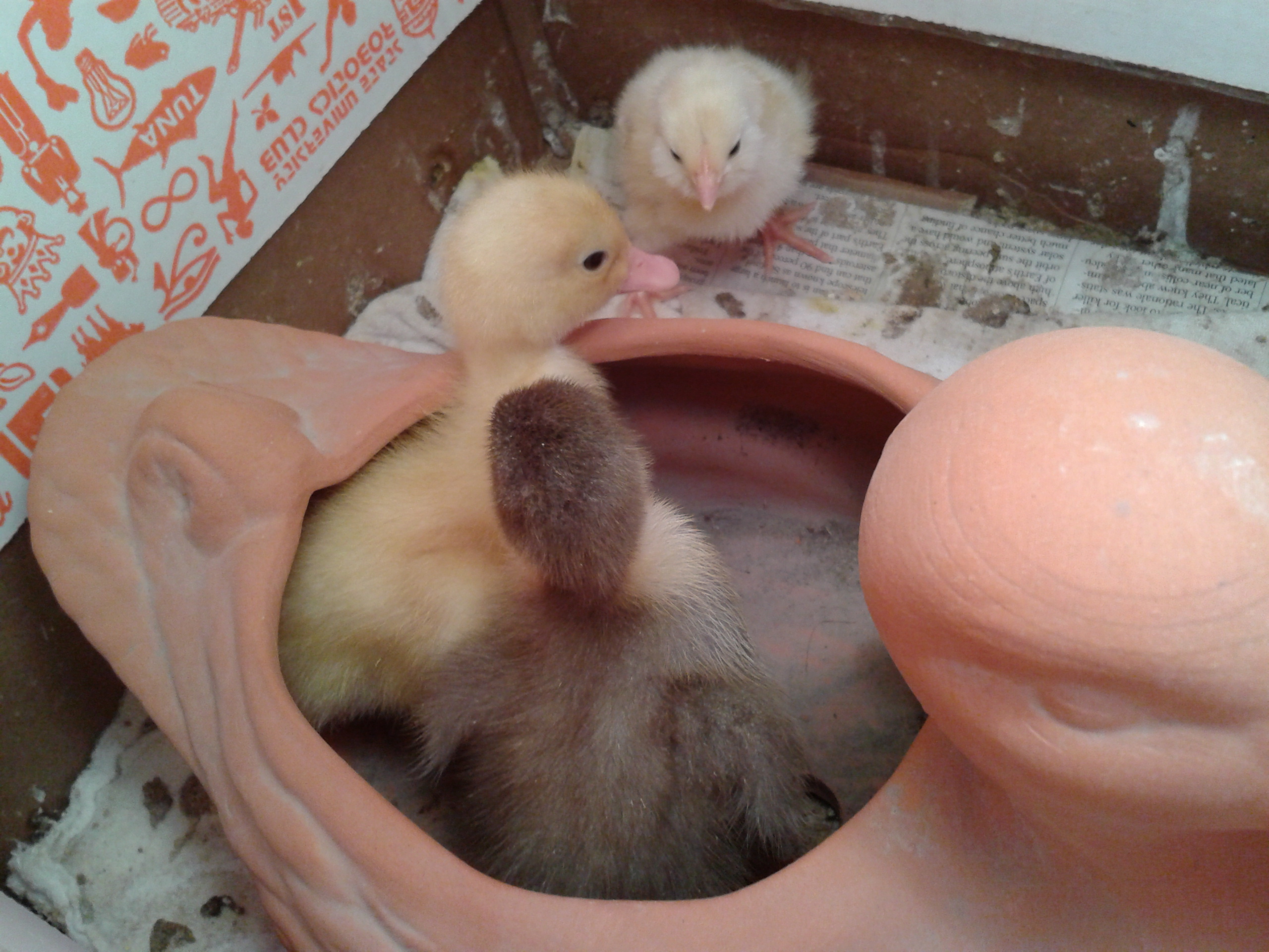 Intruder!