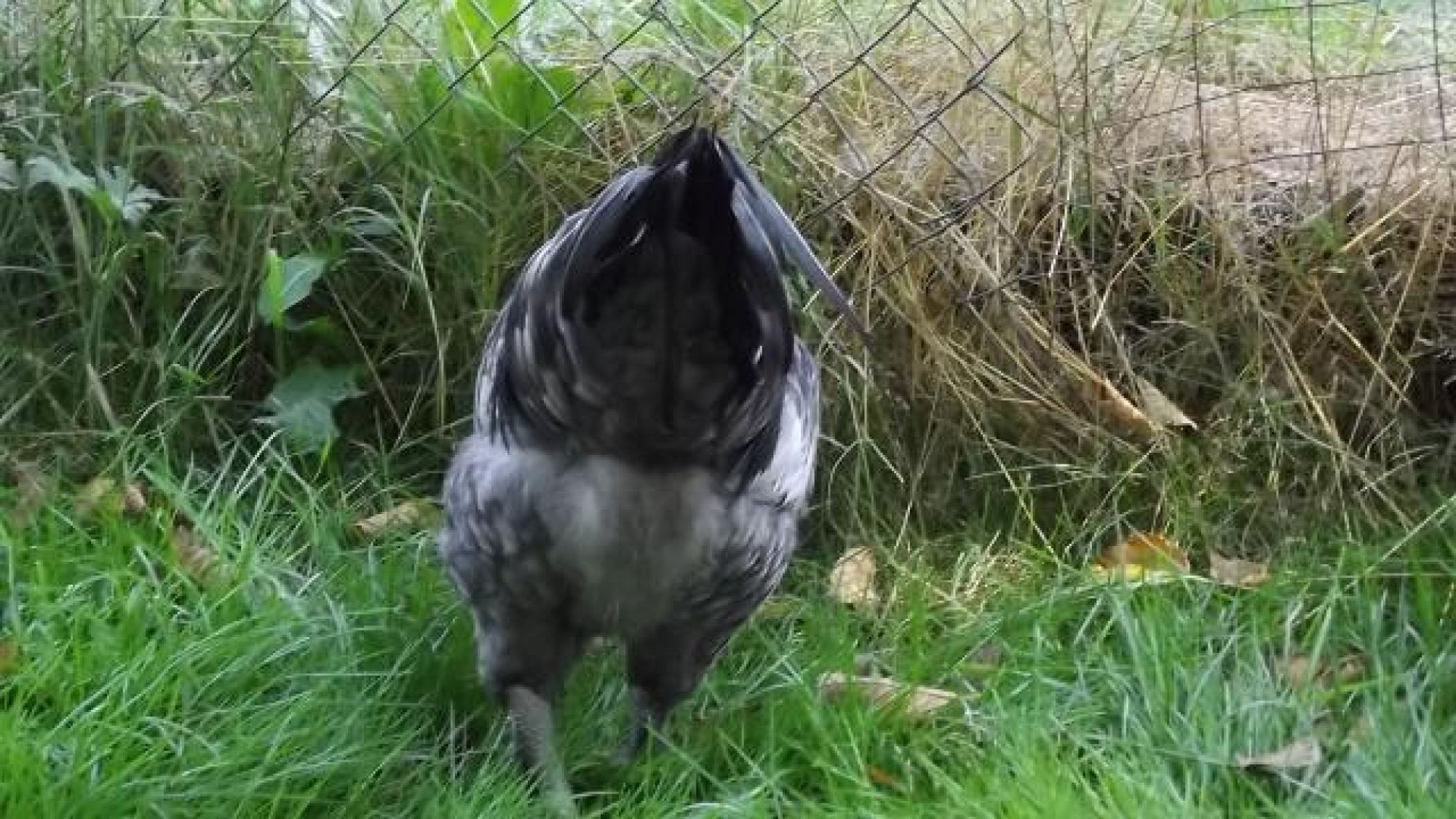 Inverted "V" shaped tail. This is a good thing. Blue BackYard