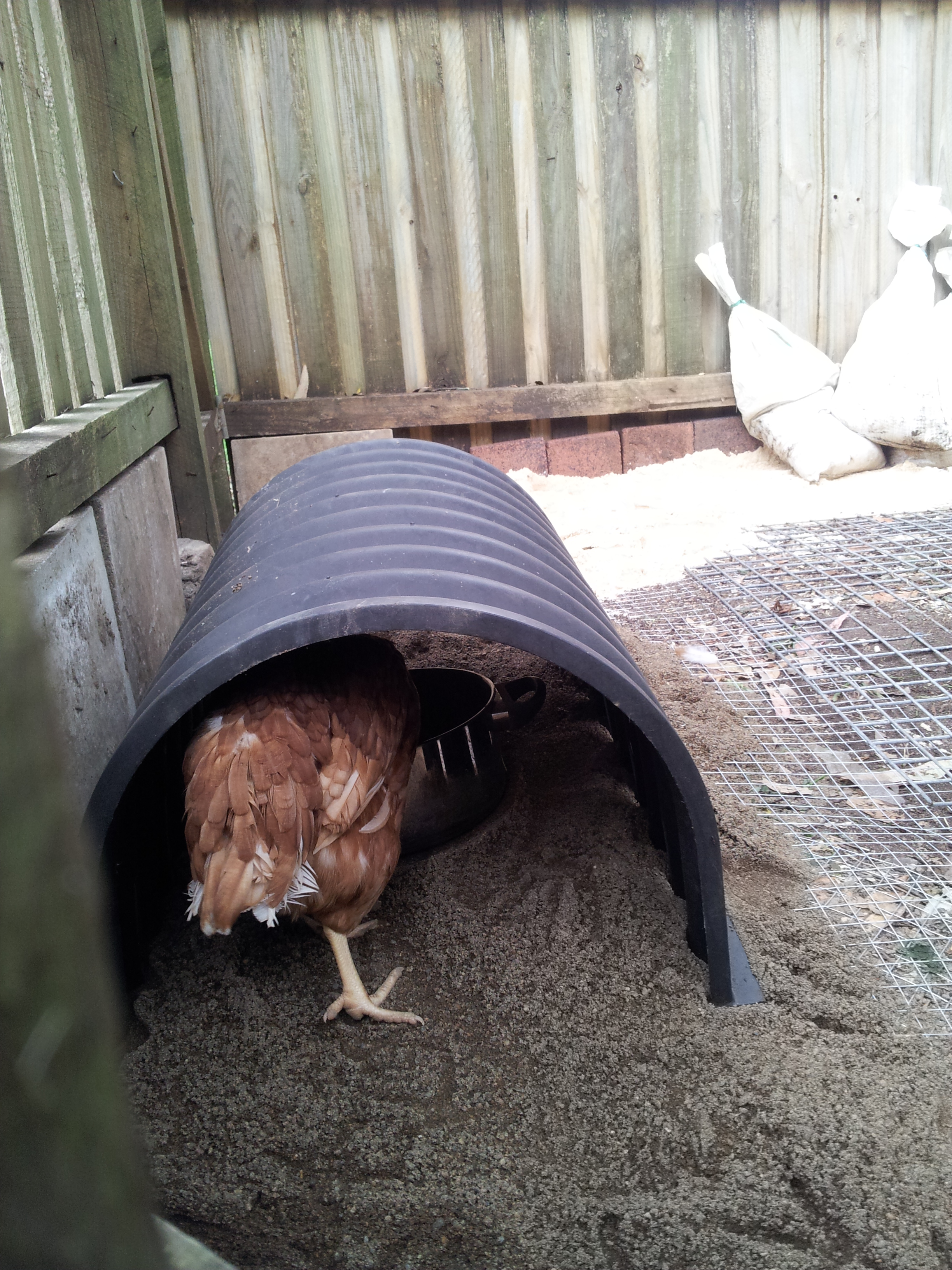 Investigating and finding the food under shelter.