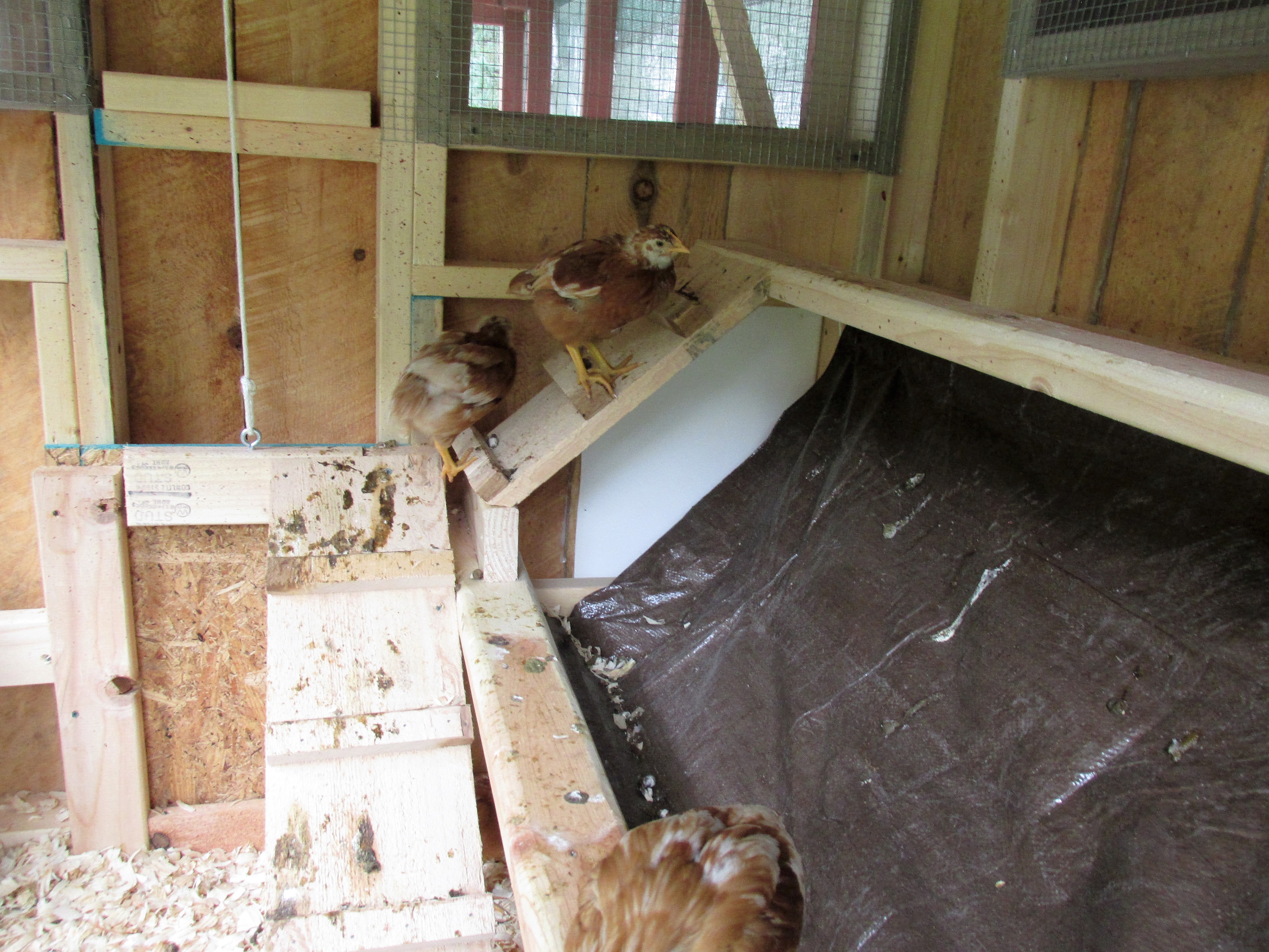 investigating  the roost