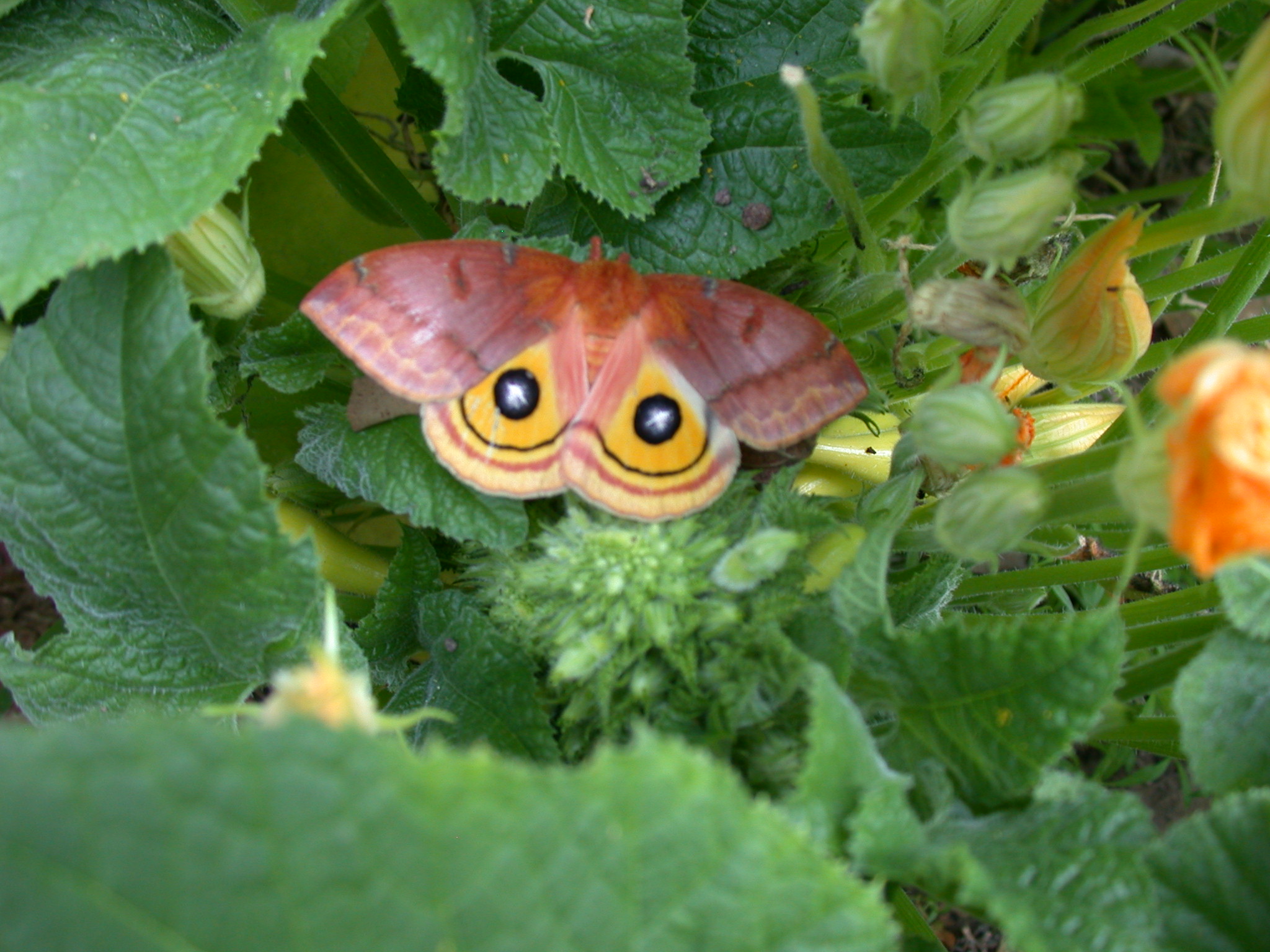 io moth on squash blossoms in my garden