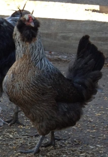 Iowacana hen these are EEs but made with Iowa blues and am crosses they all look different and really cool.awesome free rangers..this girl is very full ...lol