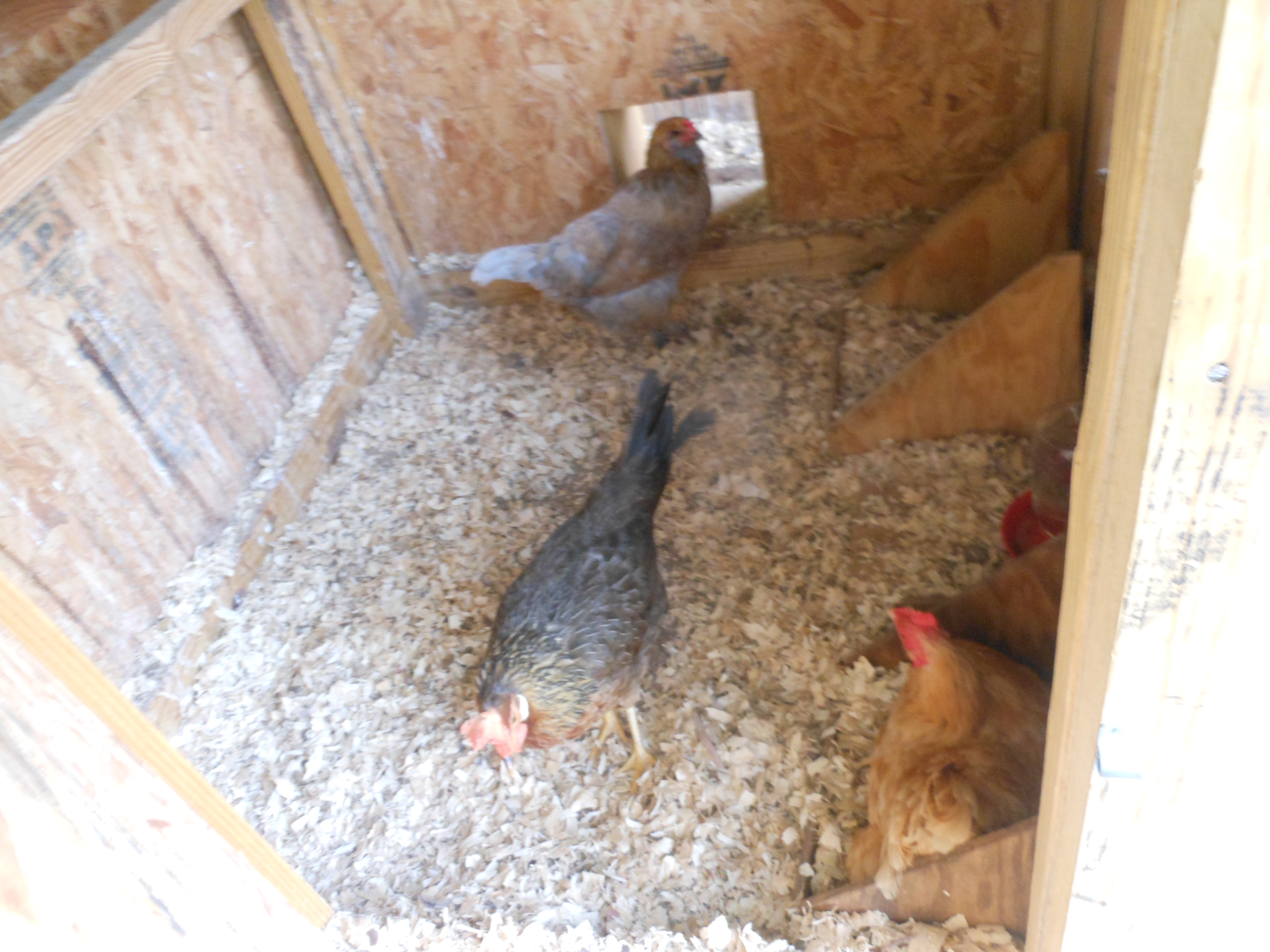 Iris and Bonnie waiting to lay their egg after Jill. They refuse to lay in the 2nd nesting box.