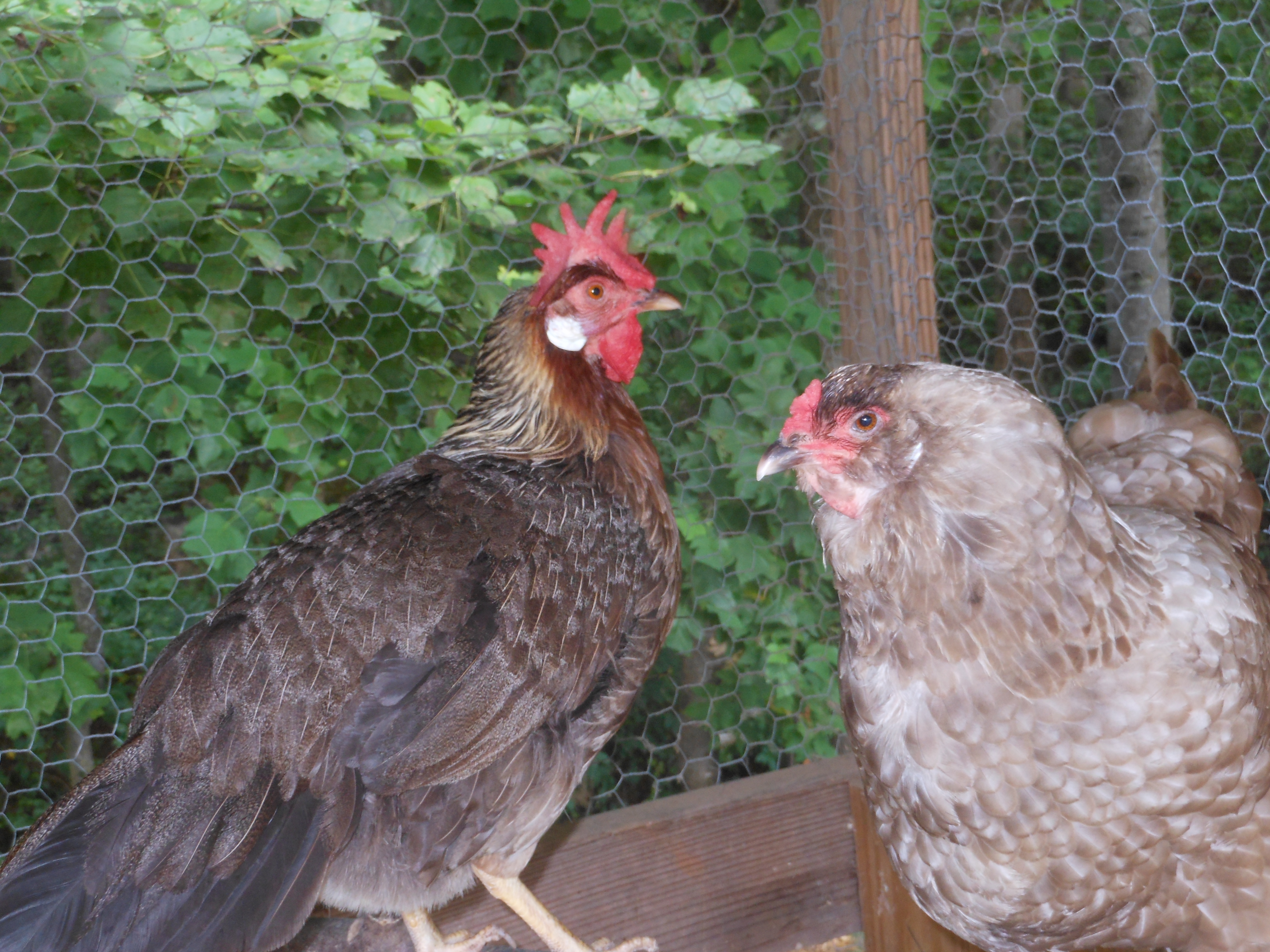 Iris, and Lanna the Ameraucana