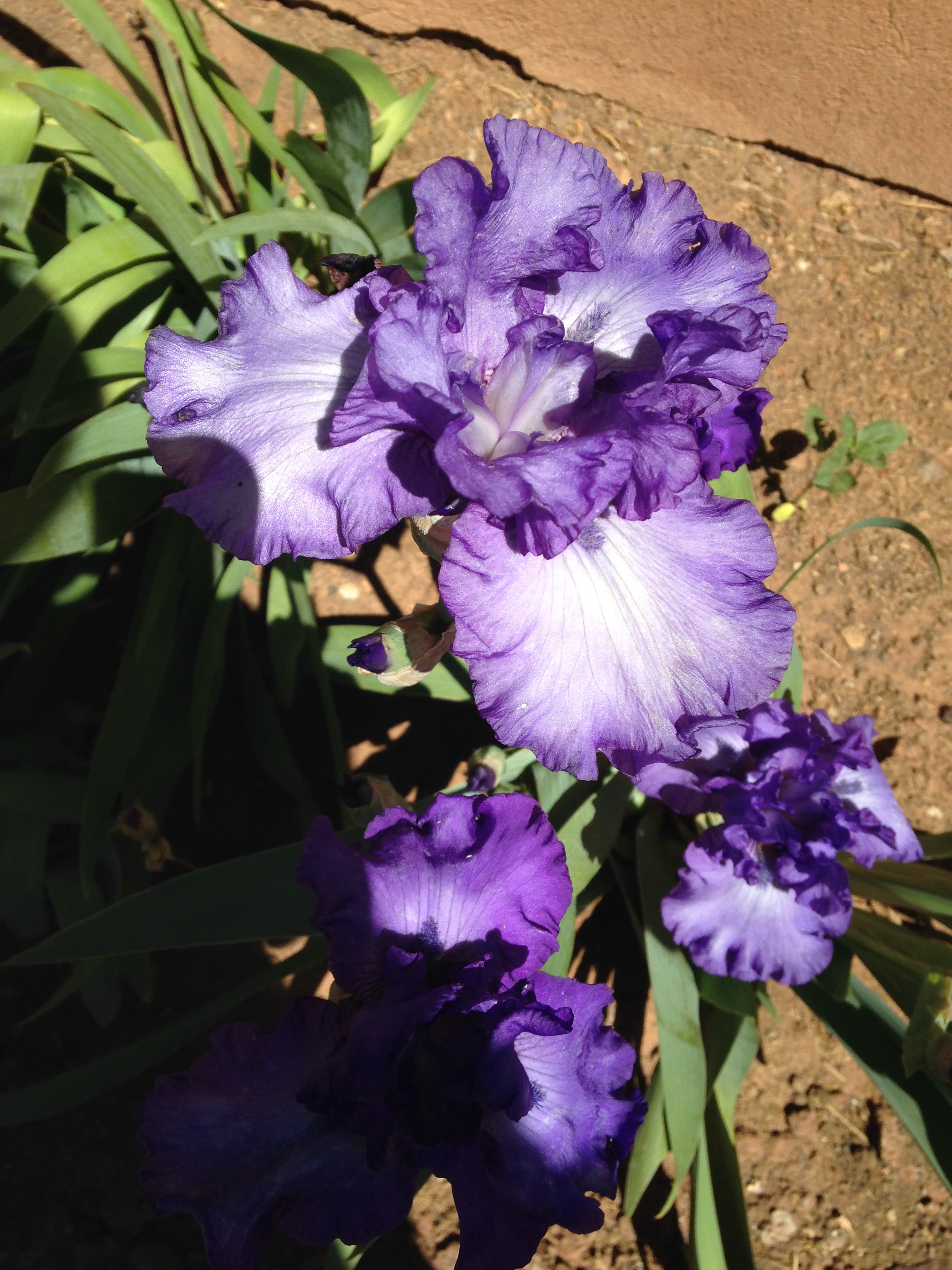 Iris called Change in the Weather