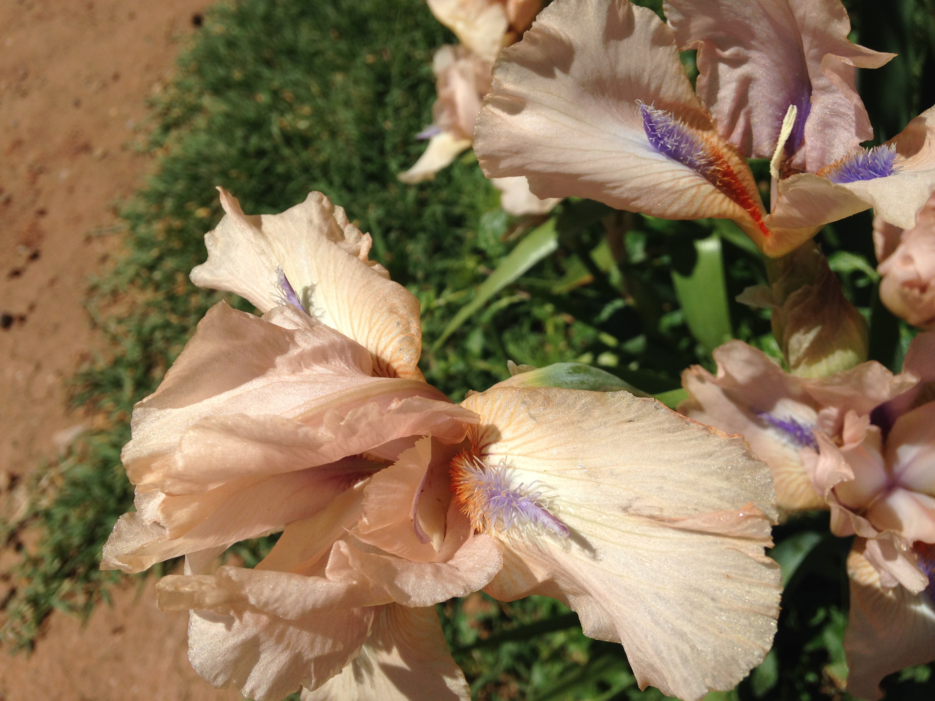 Iris called Concertina