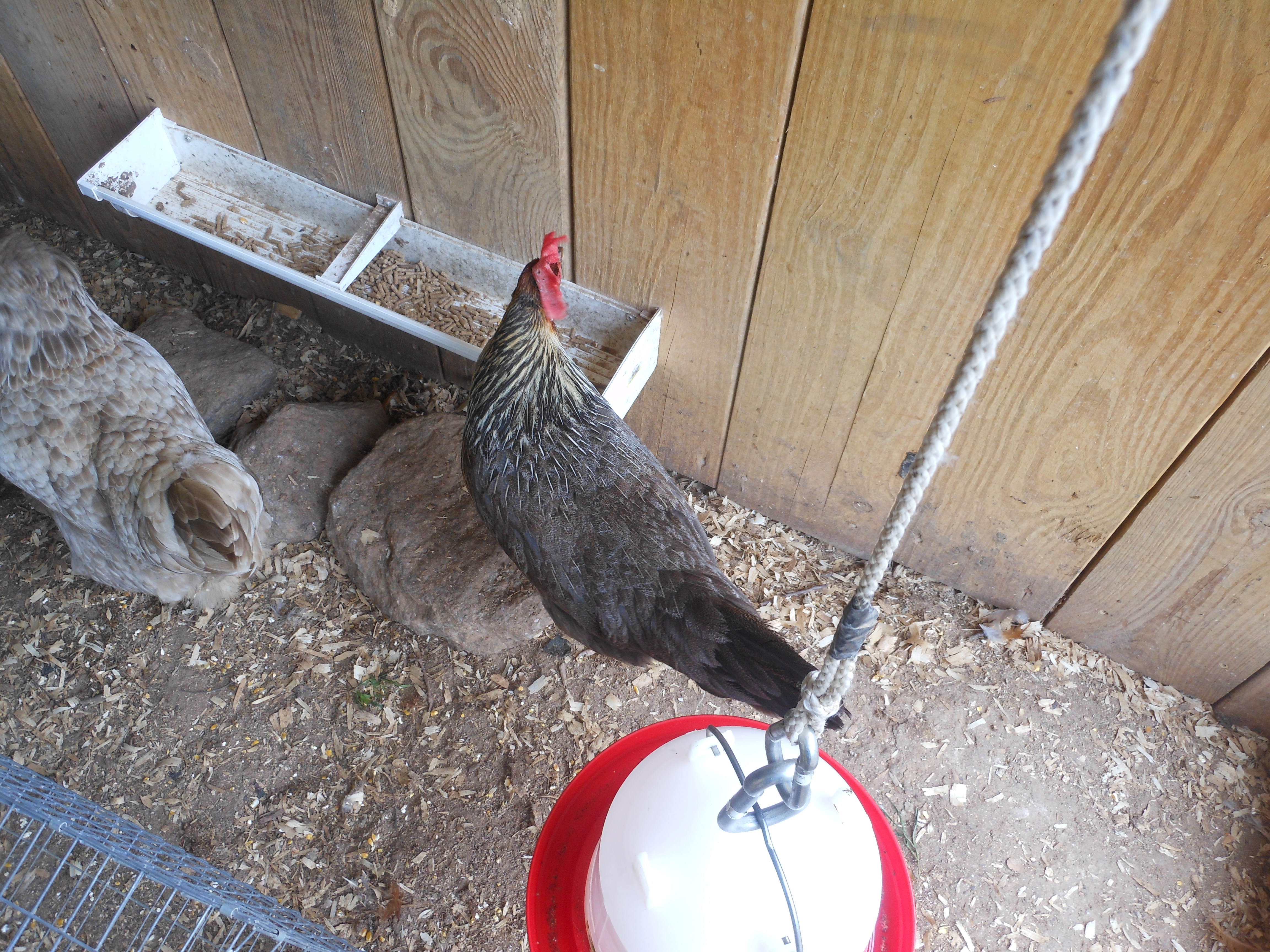 Iris eating some "leftover" feed from the morning
