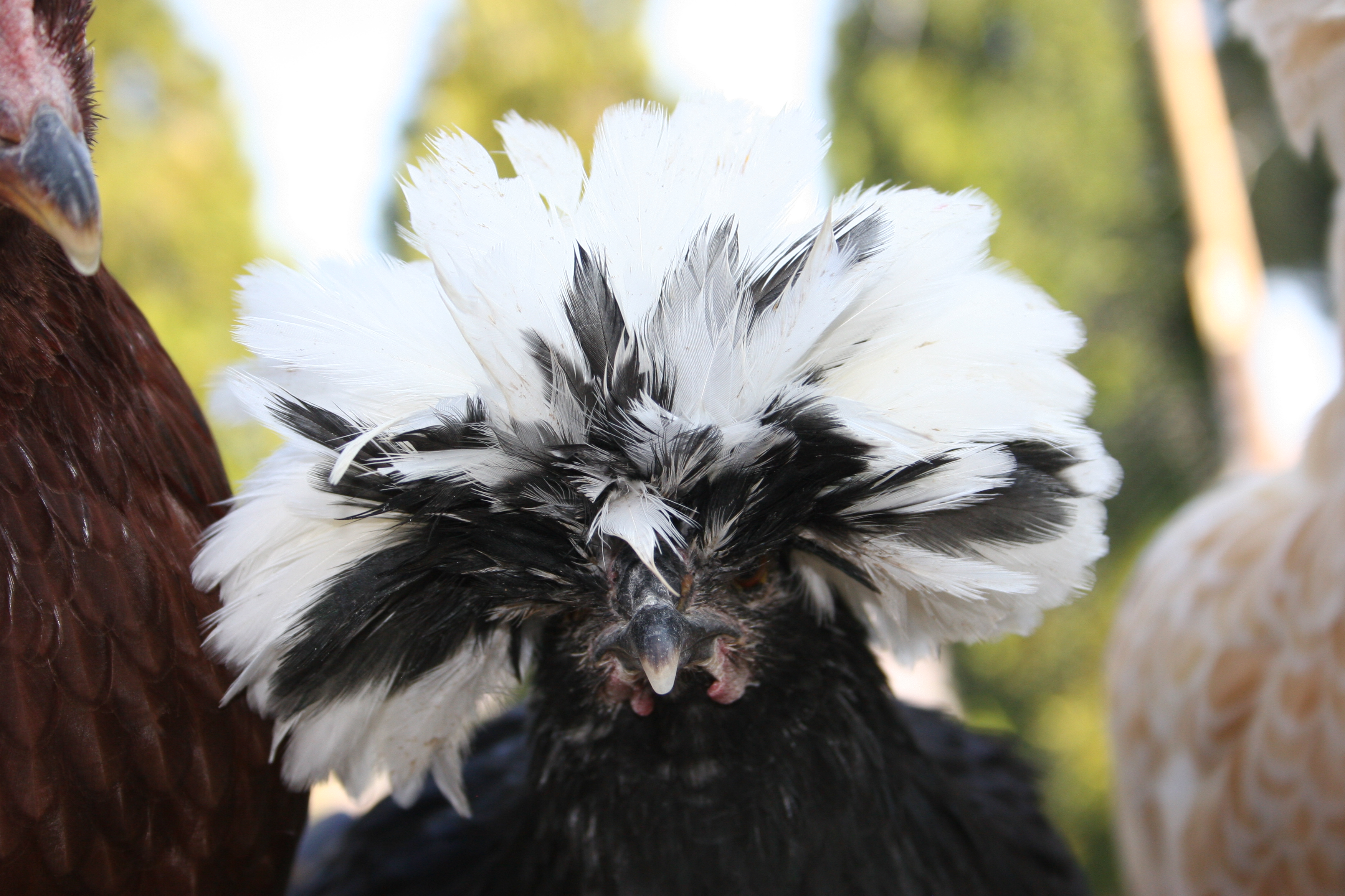 Iris getting ready for her close up!
