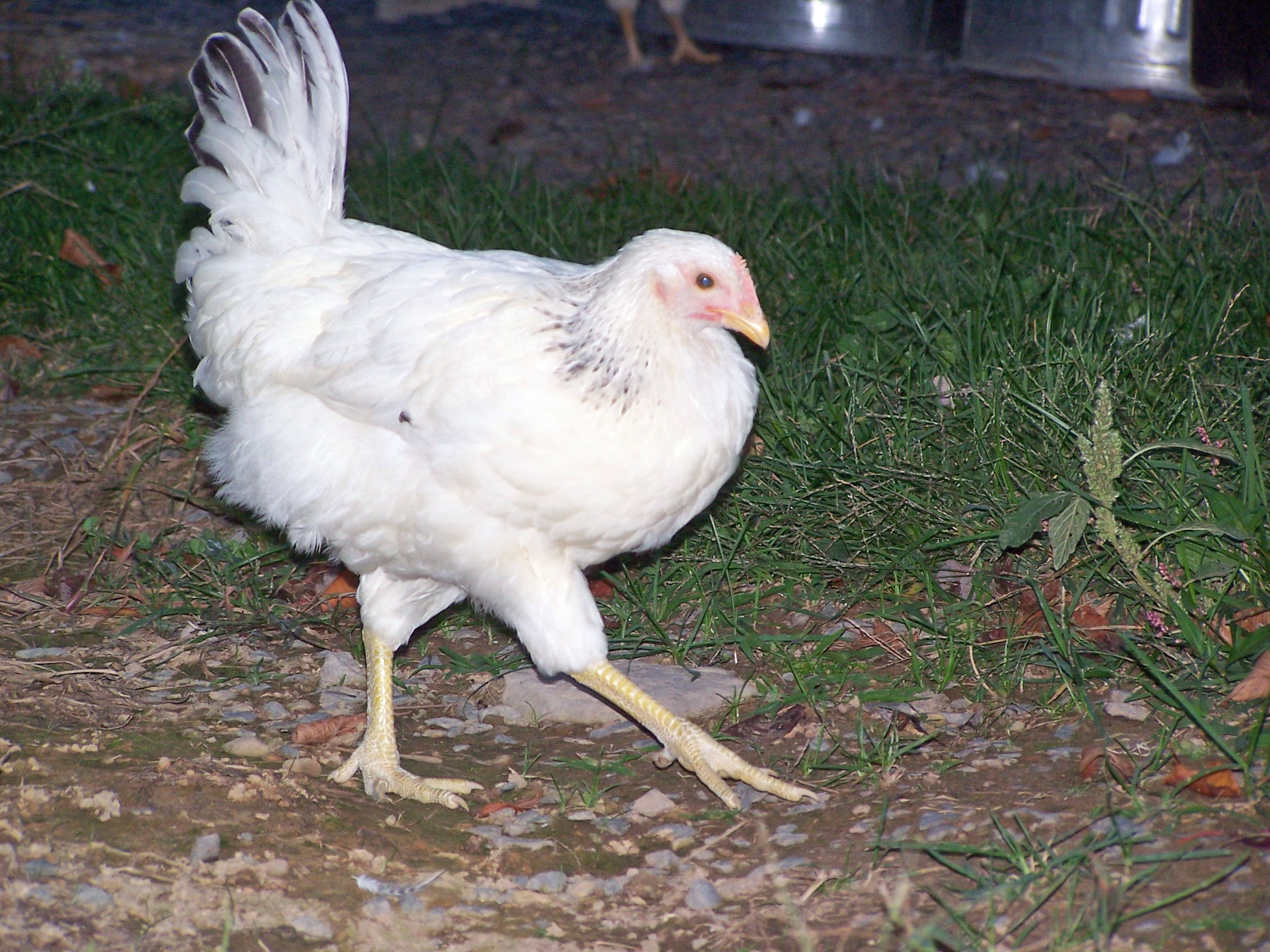 Iris, our pretty & talkative Delaware hen