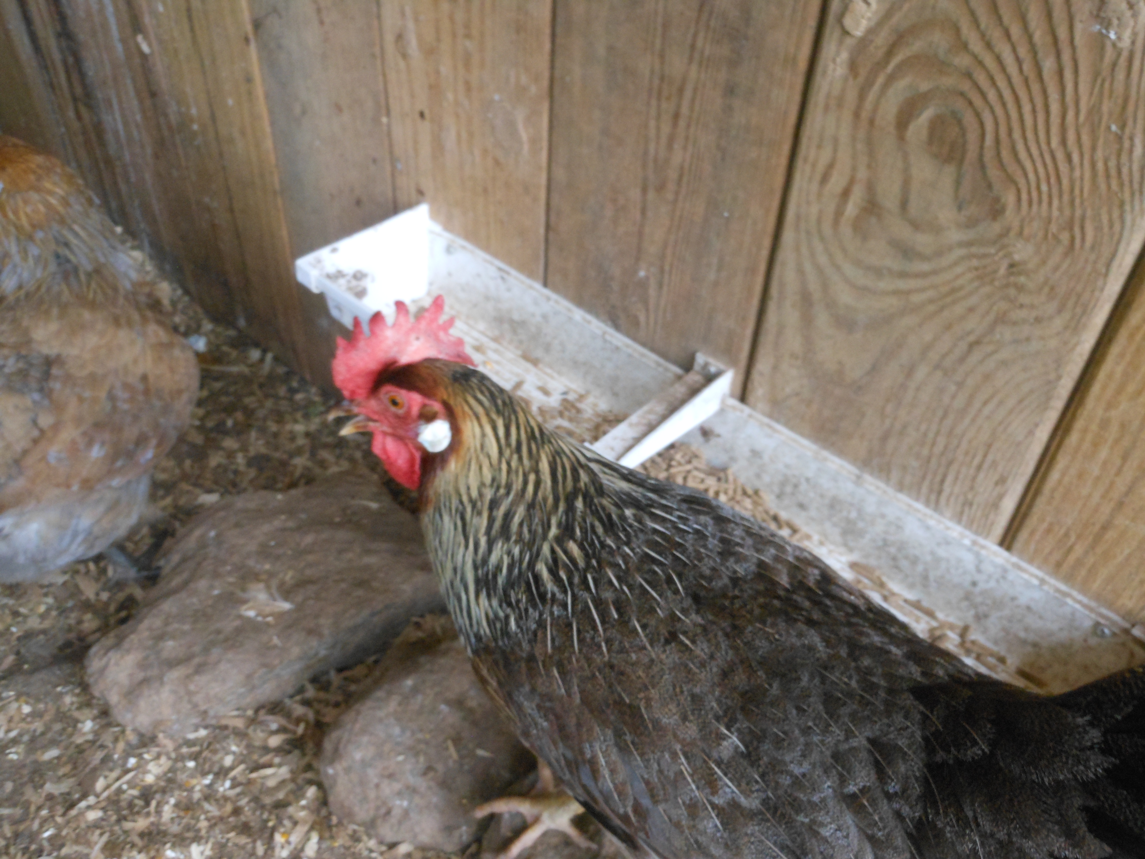 Iris the hen