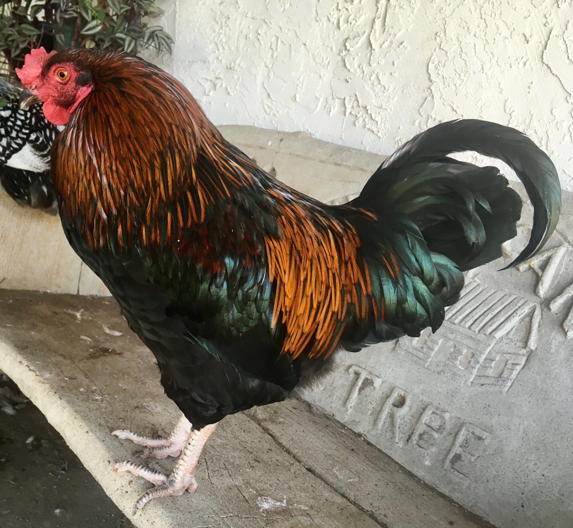 Iris BackYard Chickens Learn How to Raise Chickens