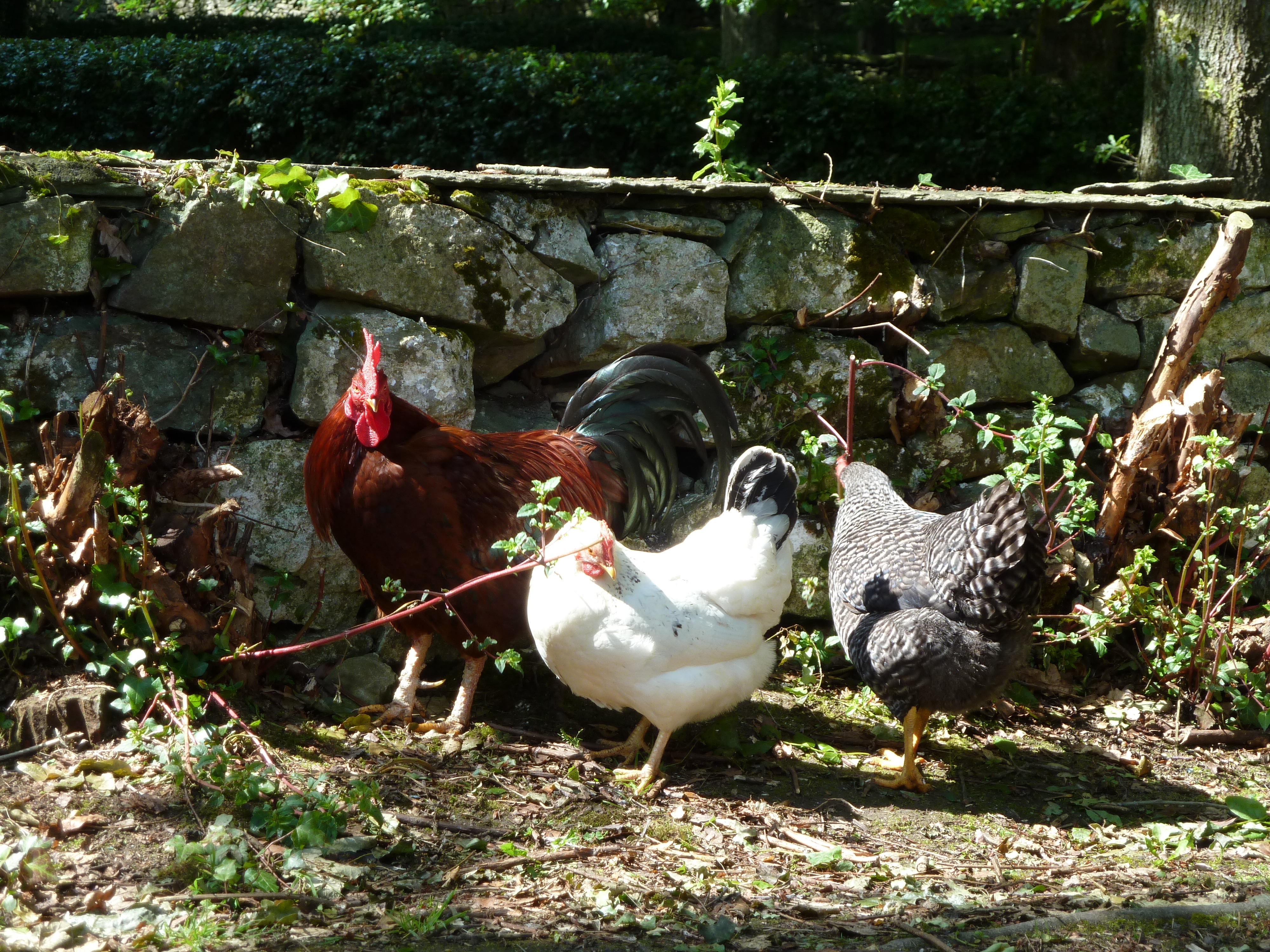 Irish Chickens!