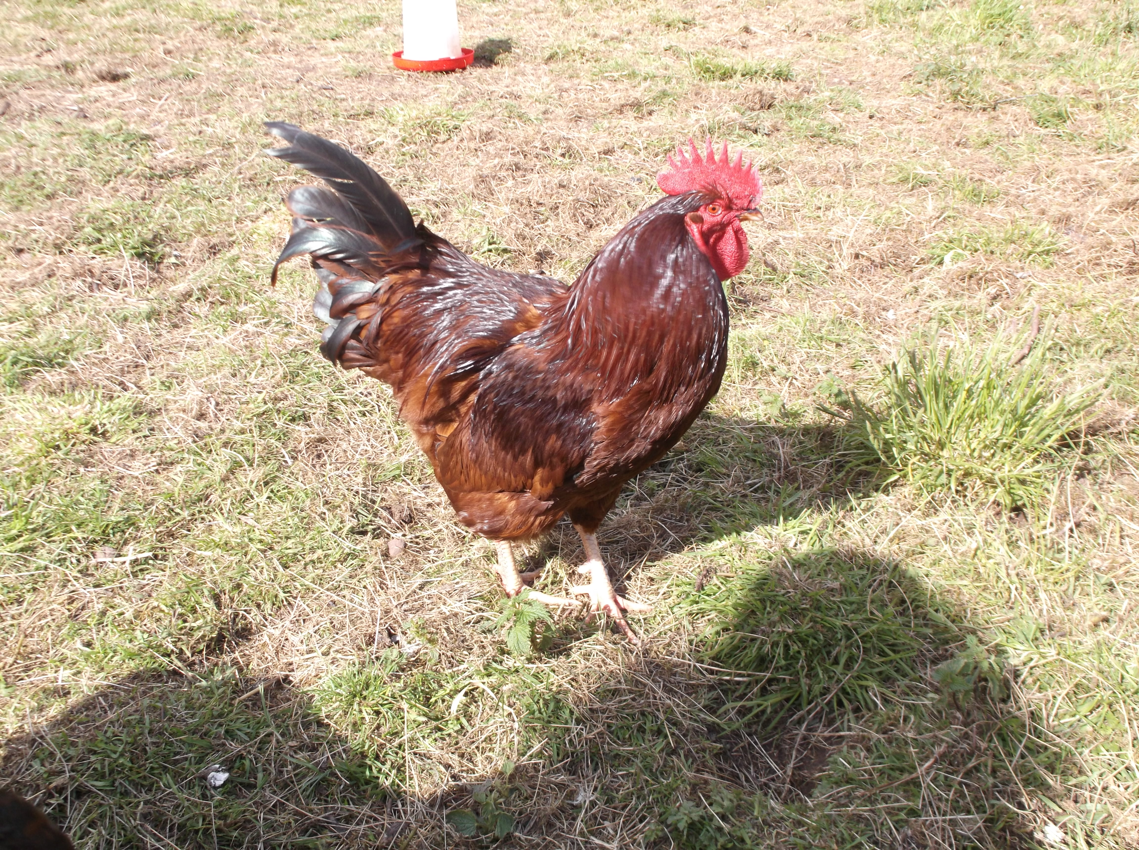 Iron Man, our Rhode Island Red cockerel.