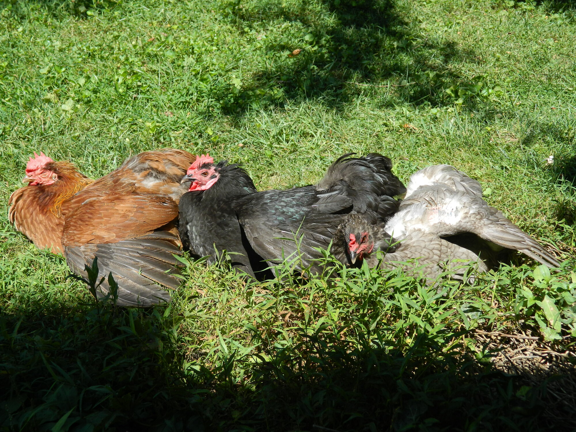 irresistible sun patch, pile of plushy pullets