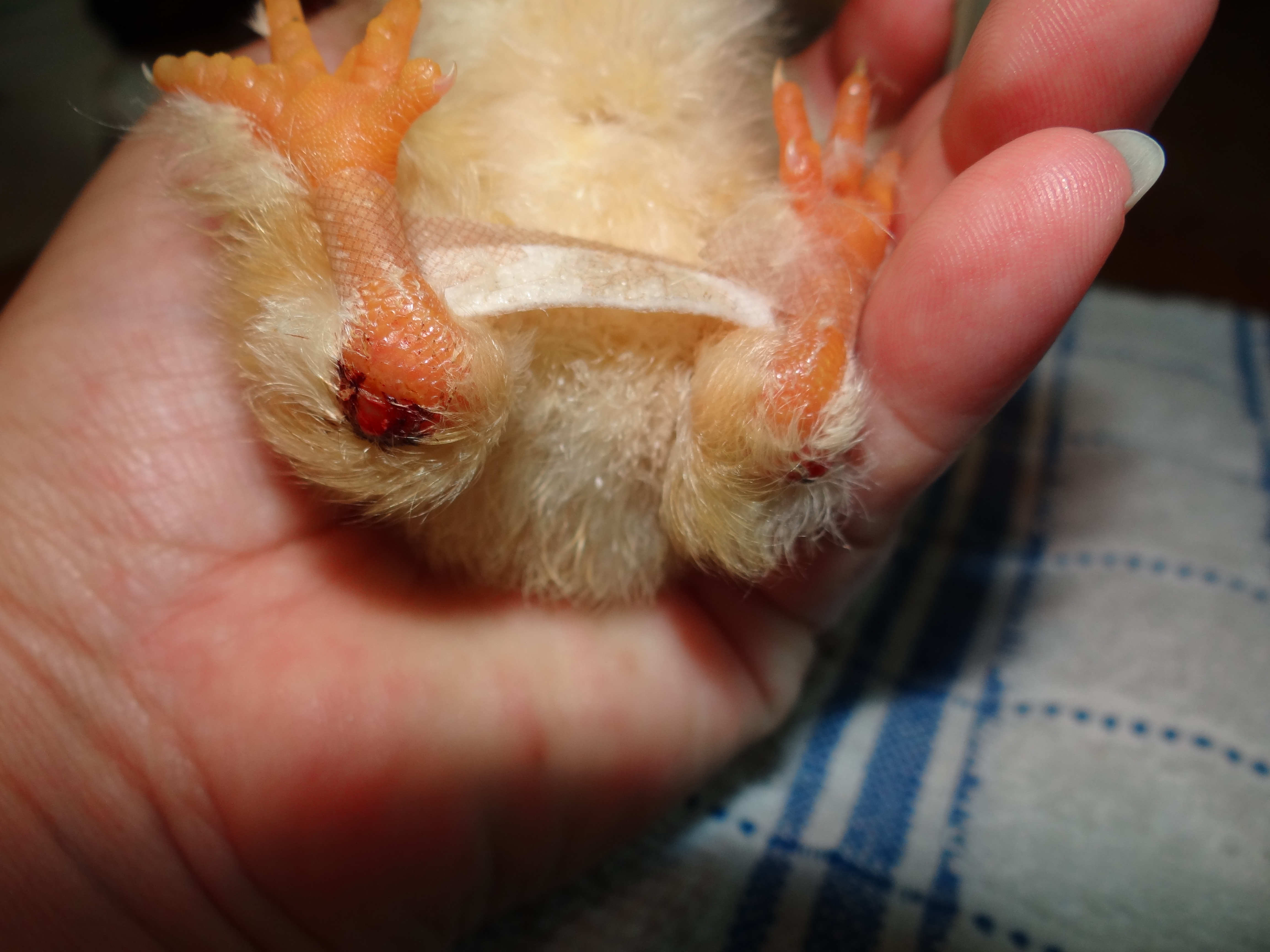 irritated and swollen joints from chick hobbling on the back joints, scabbed over.