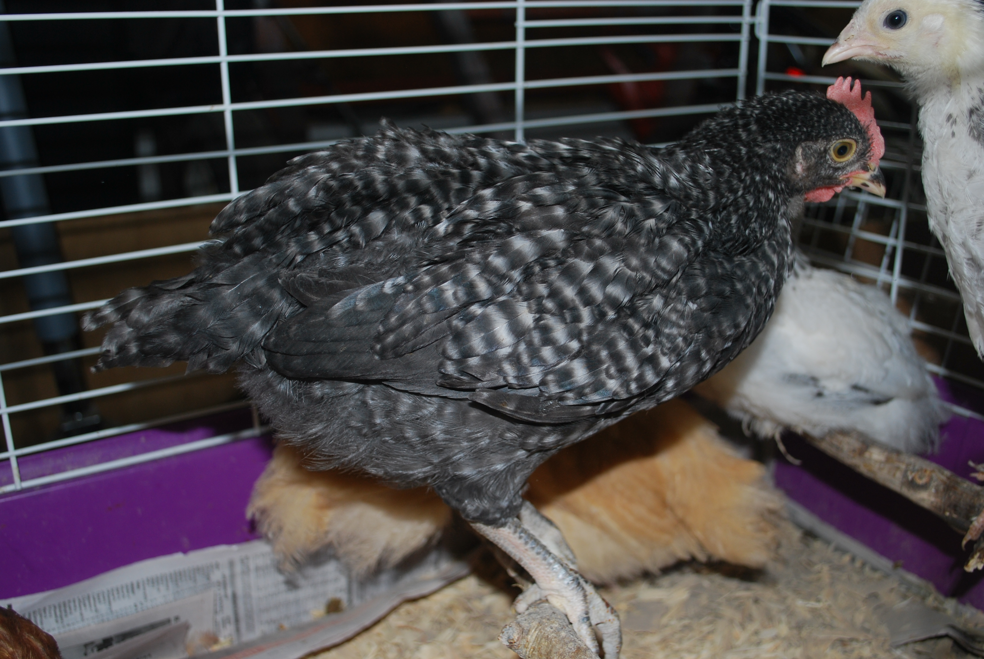 Is Drumstick a roo?