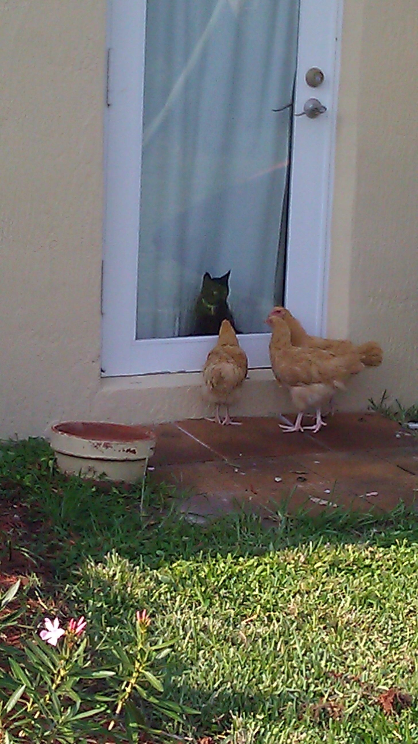 Is it Chicken TV for the kitten?  Or Cat TV for the chickens.  Either way, both sides are equally fascinated.