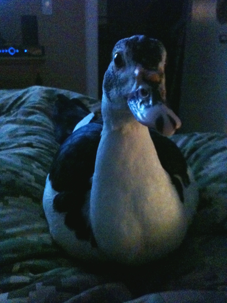"Is it time to watch a movie,momma?"