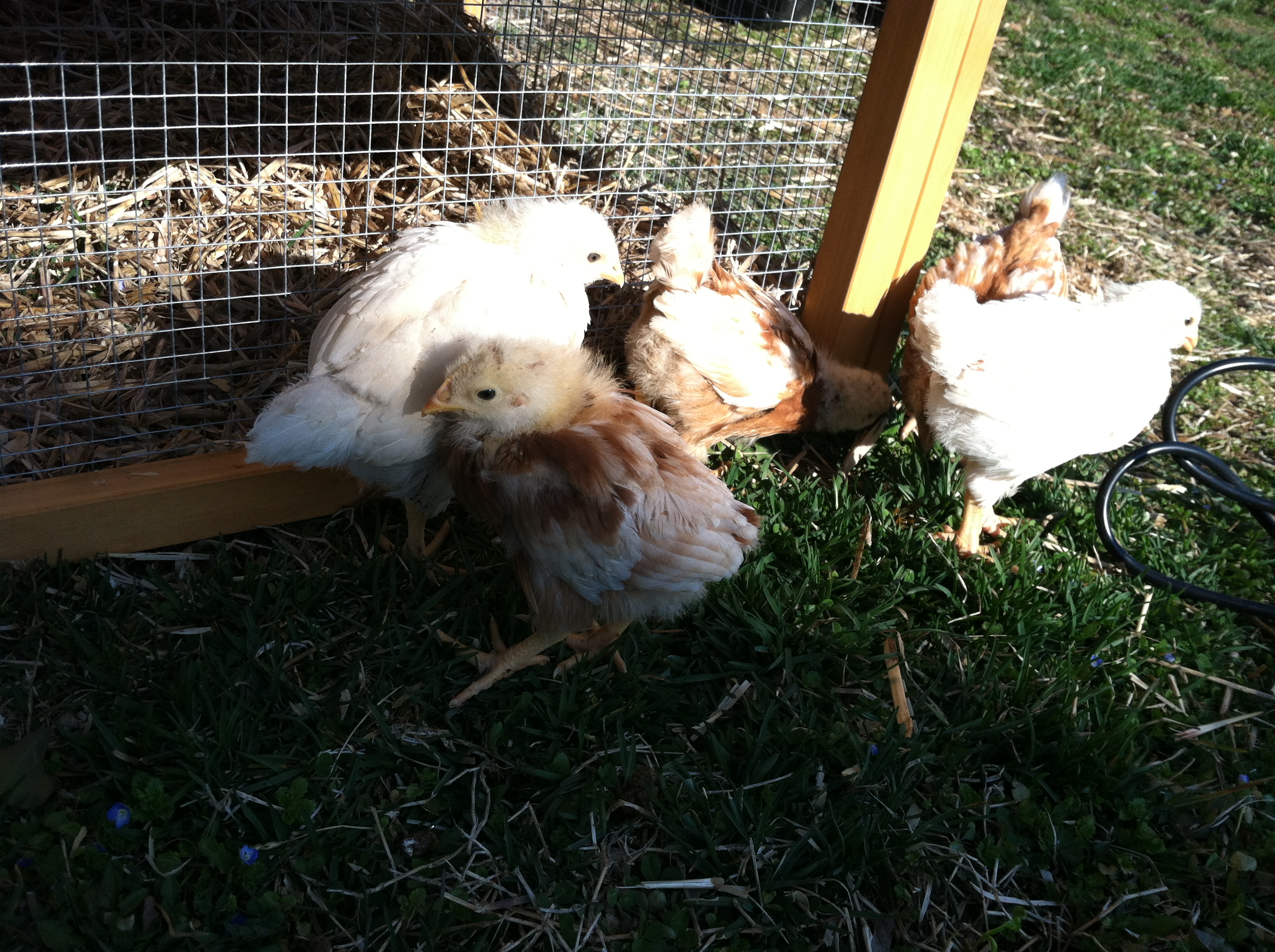 Is it too early to tell if we have a rooster?