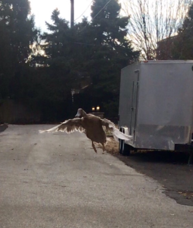Is it your first time flying to the car or something?!
