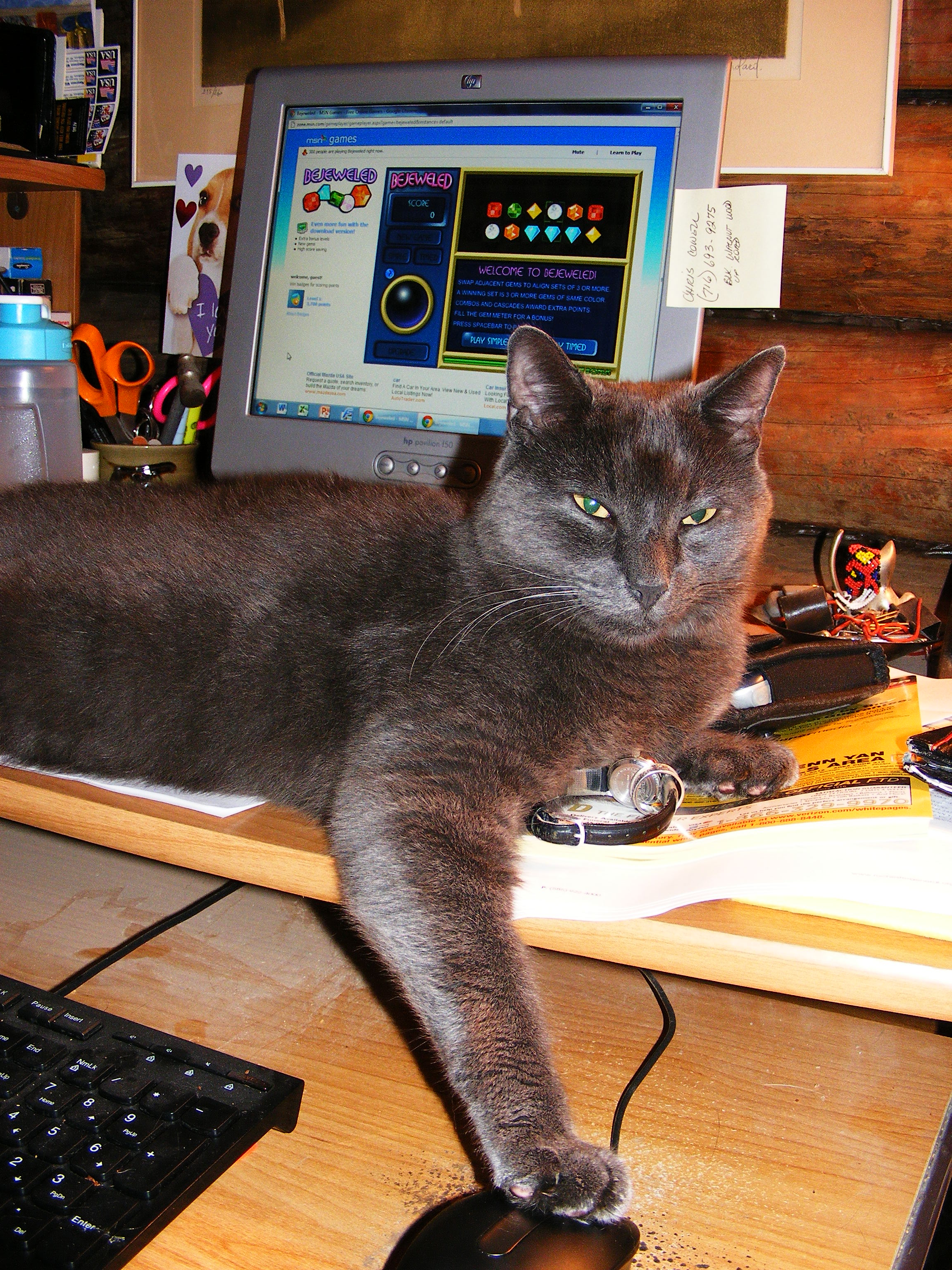 Is MY mouse! Max-cat at the computer...