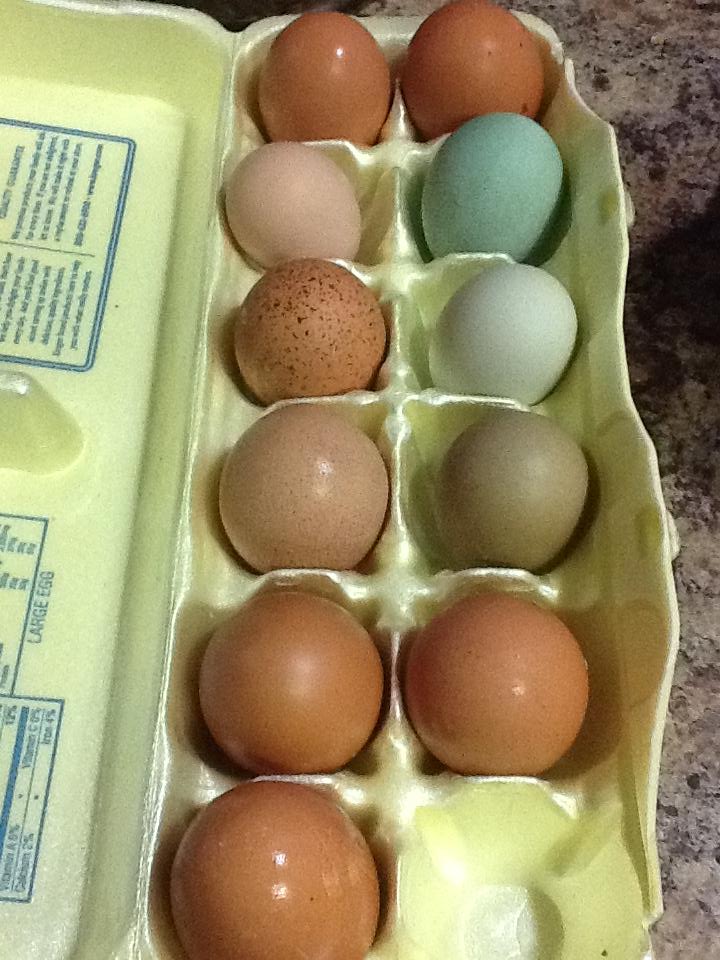 Is that not the prettiest blue egg, imagine my surprise when I opened egg box lid!!!
