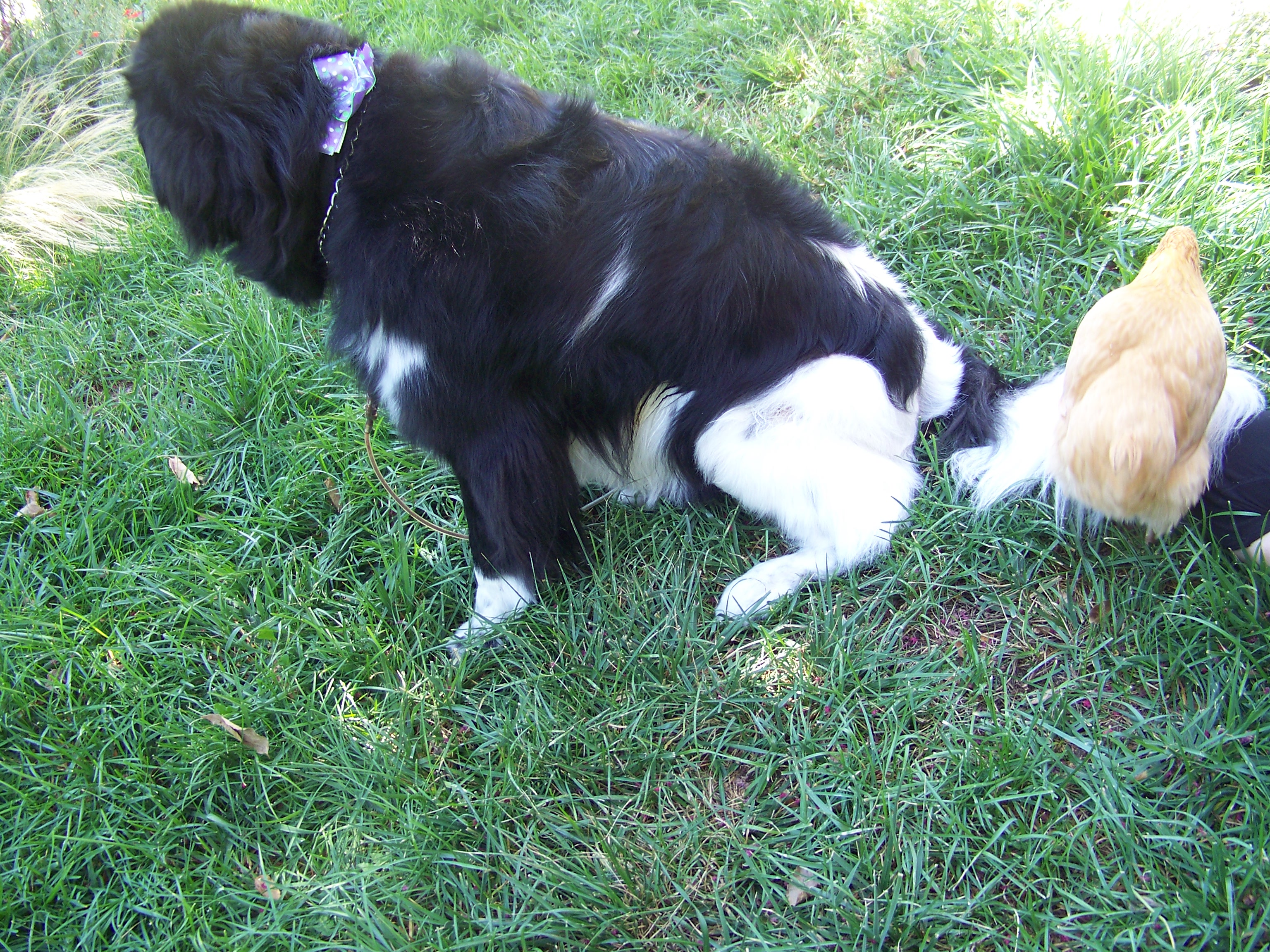 "Is there a chicken on my tail?"