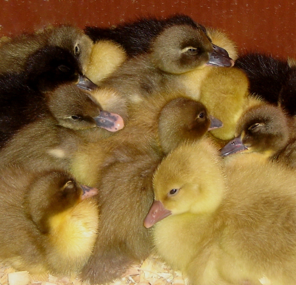 Is there anything cuter than a pile of fuzzy ducklings and goslings?