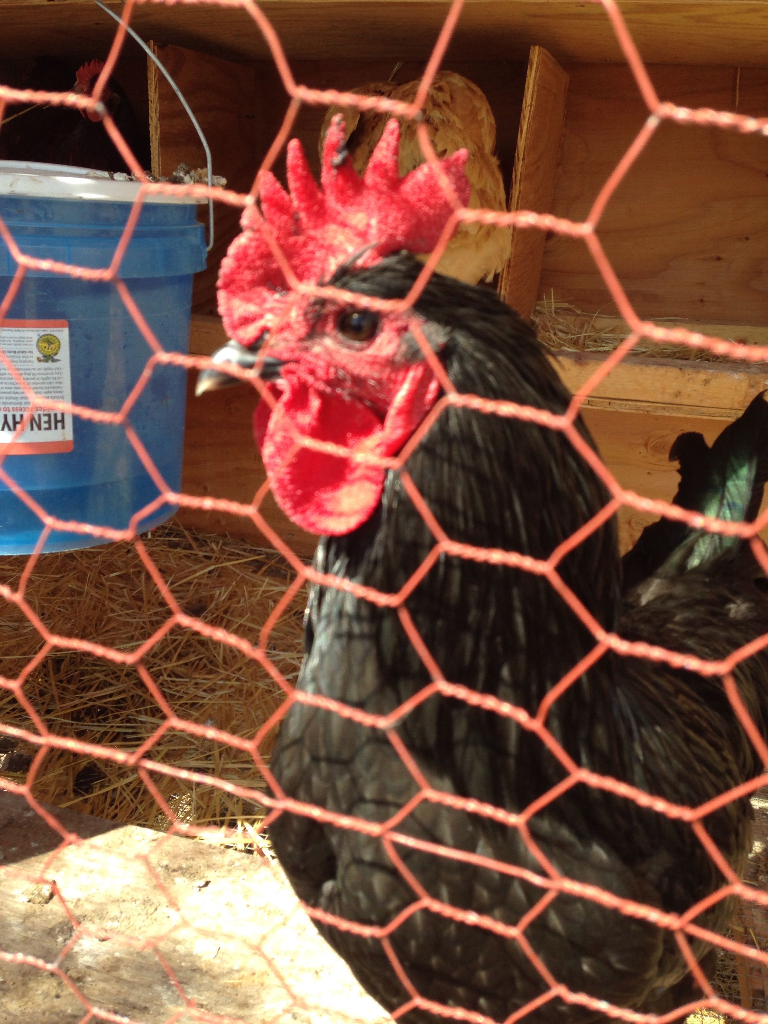 Is this a hen or a rooster.  I haven't ever heard him or her crow. Could it be the other two roosters are more dominant? We had to cook two of our other roosters that were mean (but I couldn't eat my babies ).  Wish we could keep them all but will probably only keep the hens