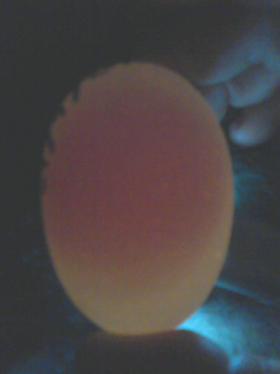 Is this egg fertile?