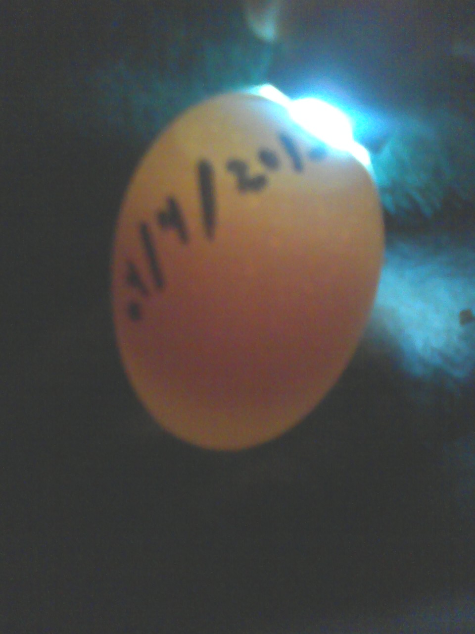 Is this egg fertile?