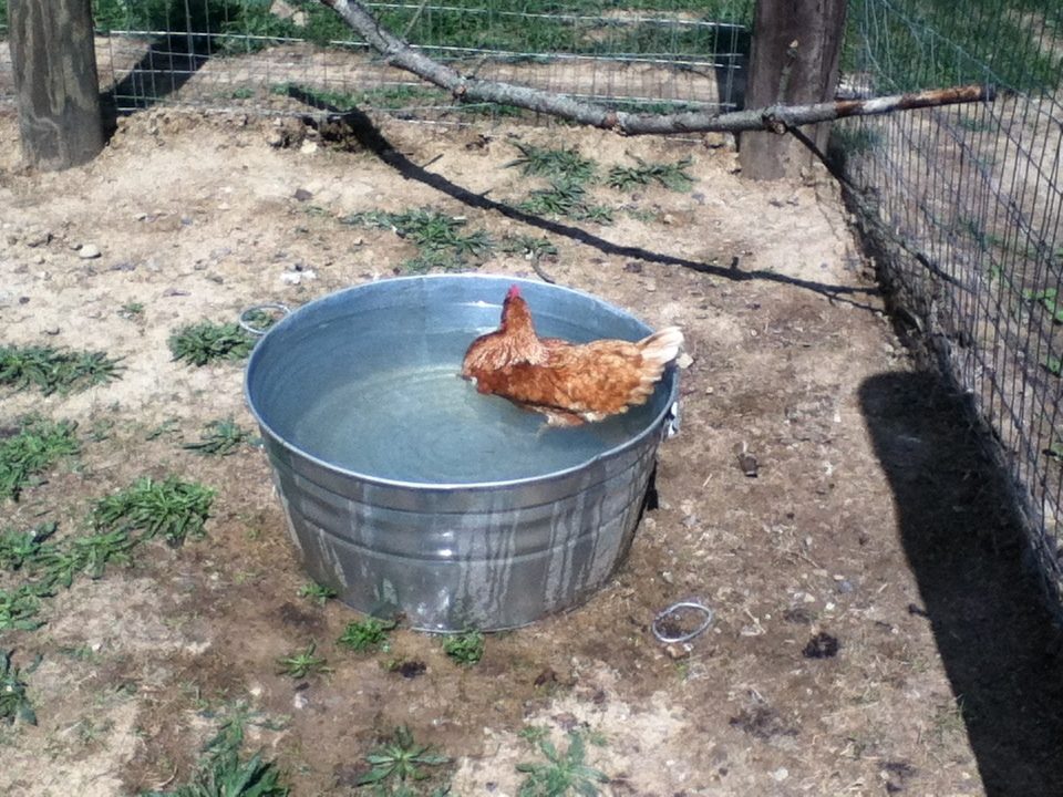 Is this normal? Rozie thinks she is a duck...