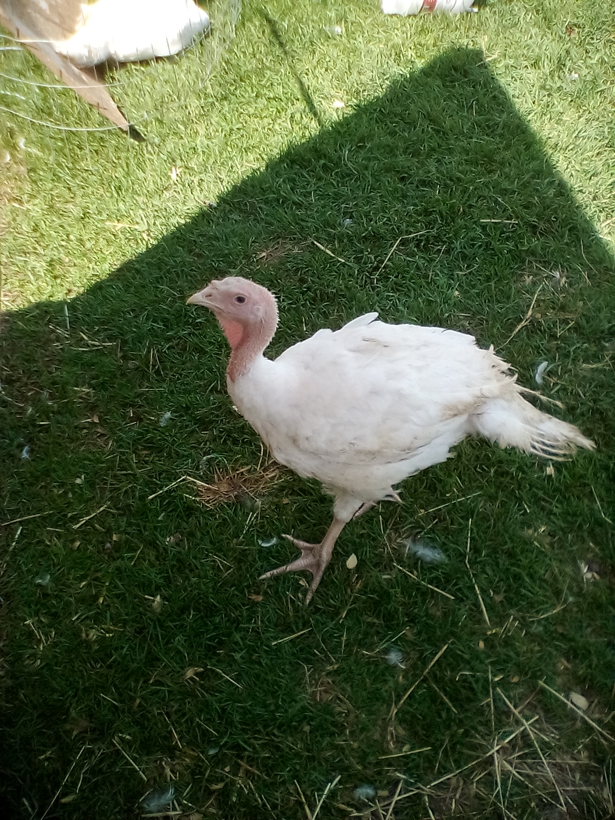 Is this turkey a hen or tom