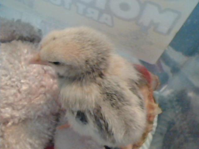 Is this what a Basque baby chick looks like?