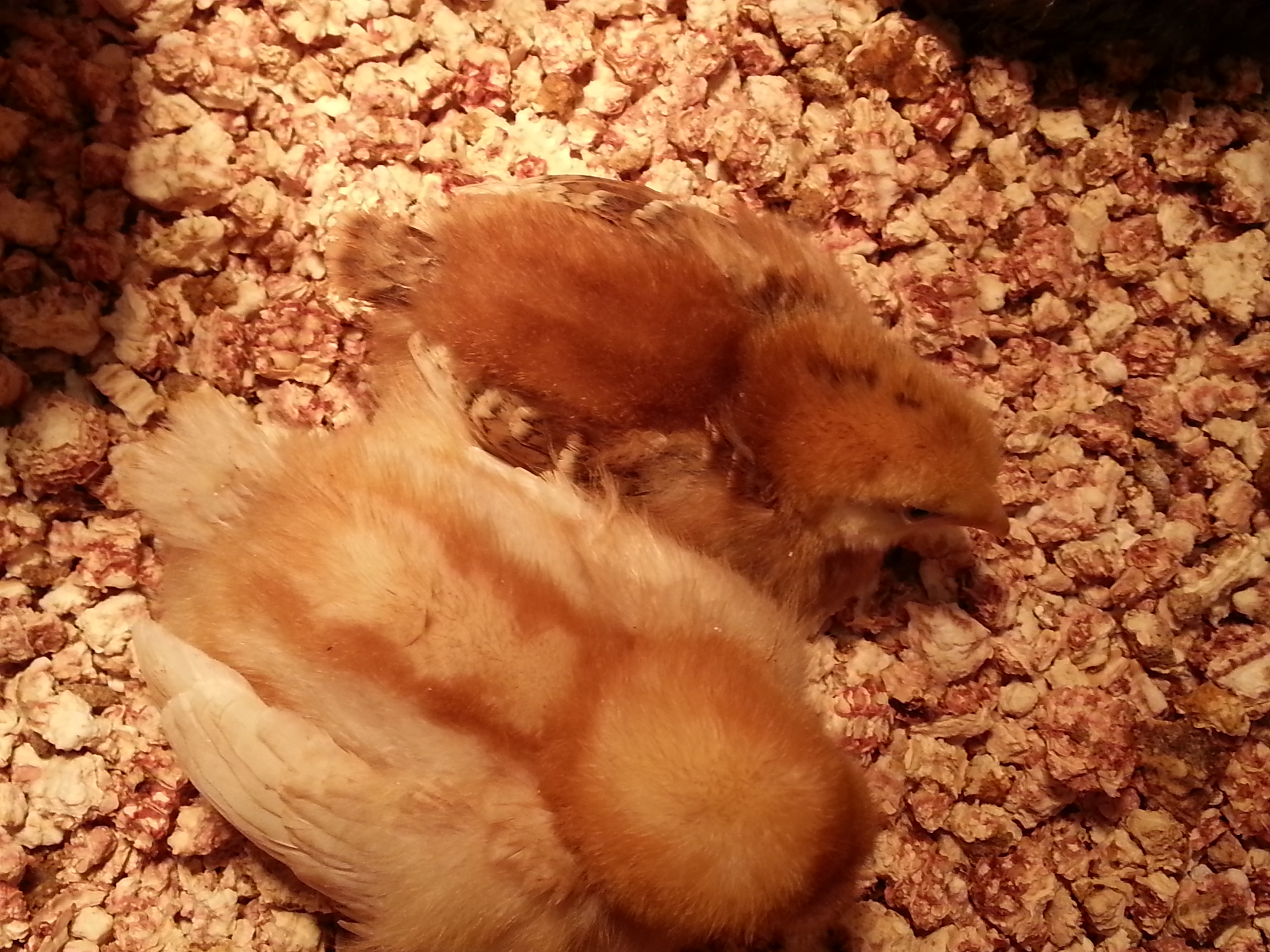 ISA brown and 'Lucille'(RIR) chillin' These 8 girls (4 of each) are still much smaller than the other chicks. What they lack in size they make up in personality- saucy lil girls!