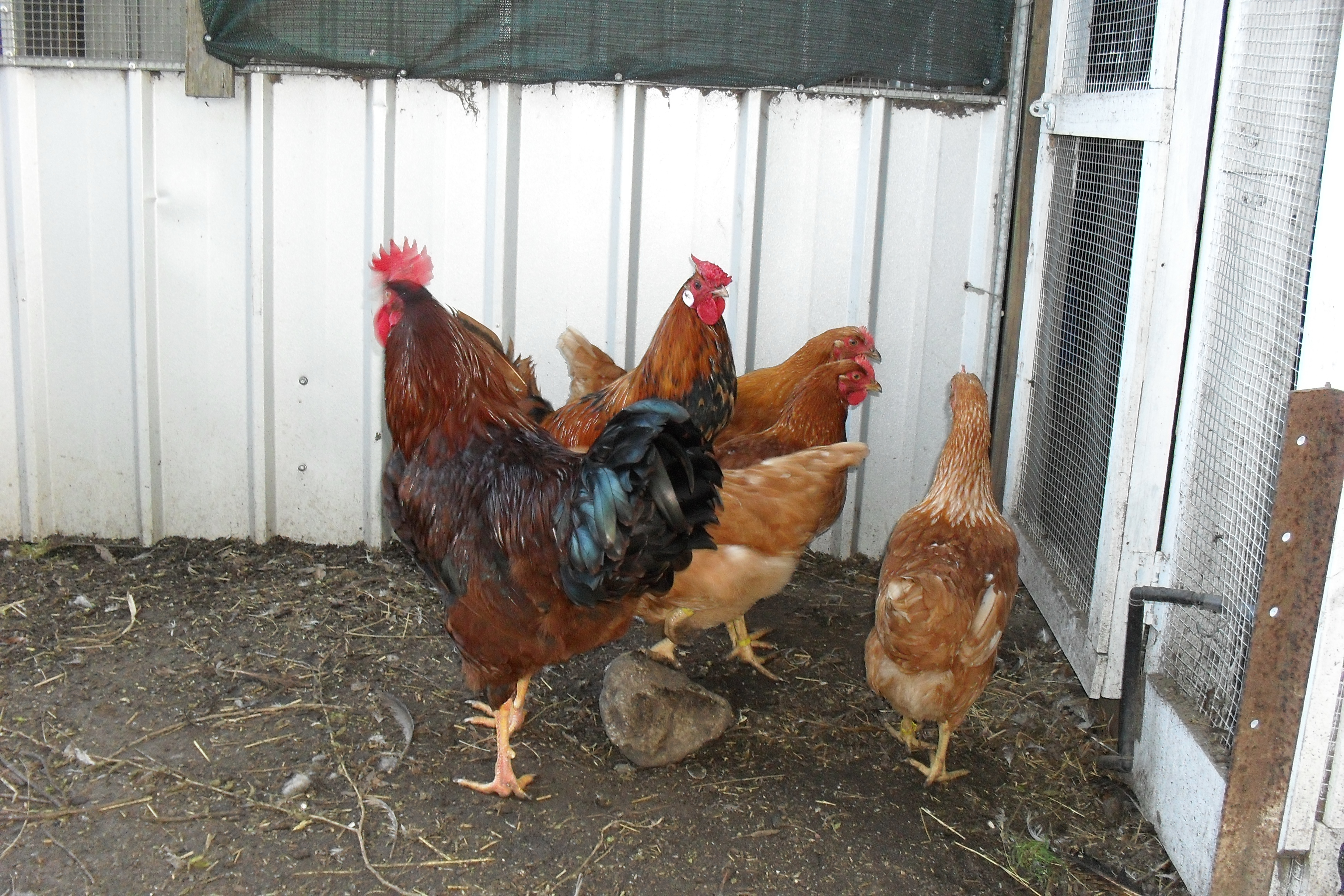 Isa Brown cockerel & pullets & golden spangled Hamburg at rear.