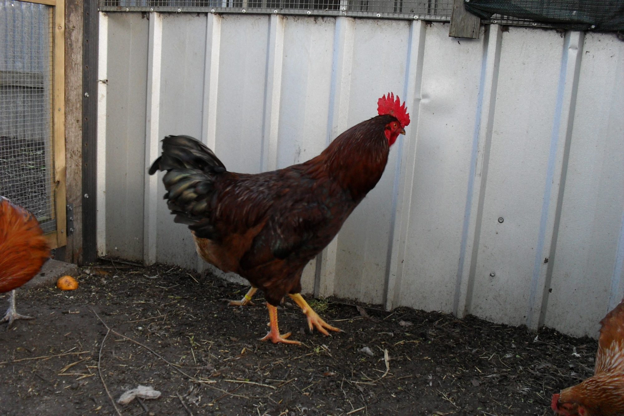 Isa Brown Cockerel.