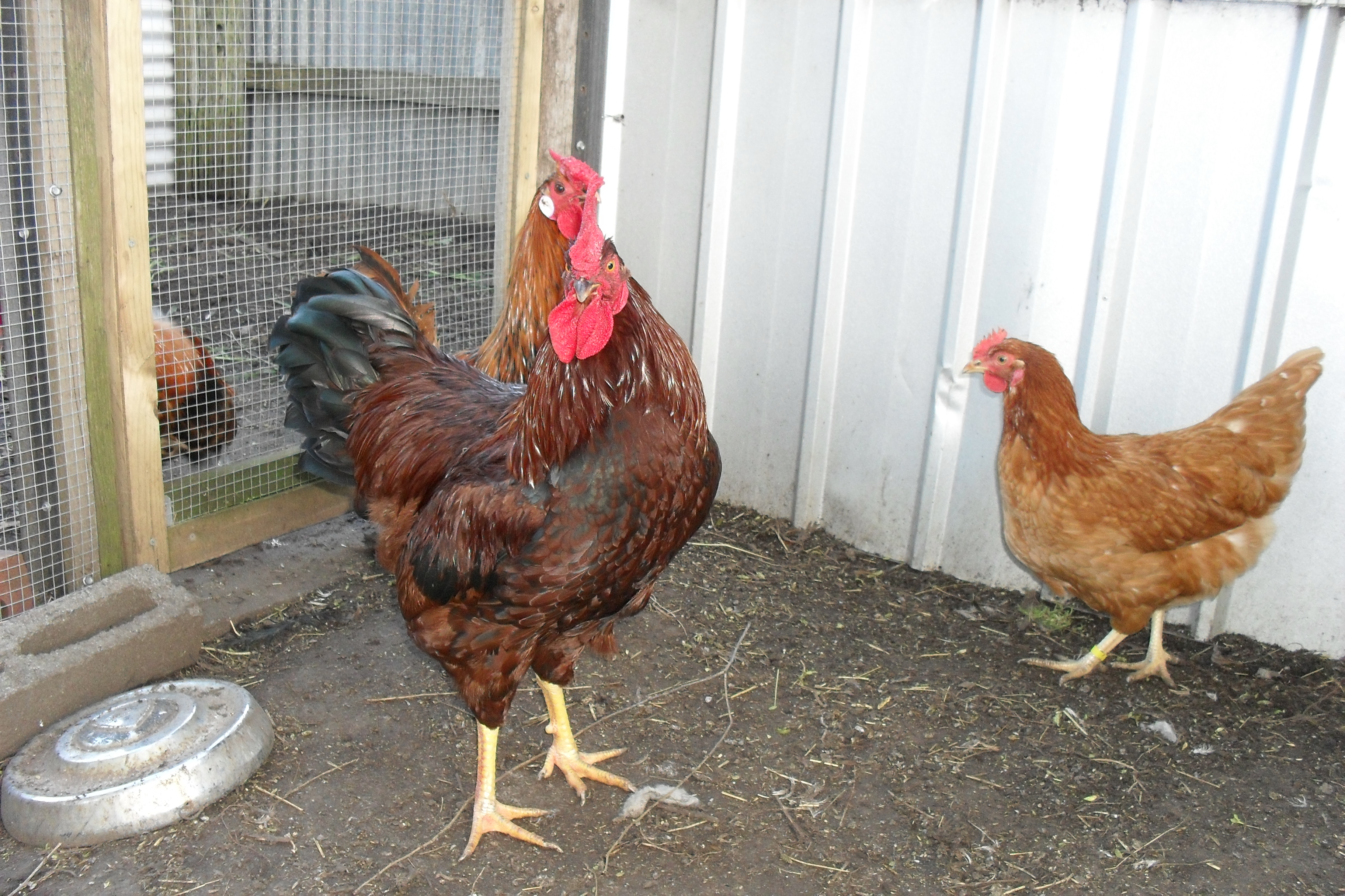 Isa Brown cockerel.