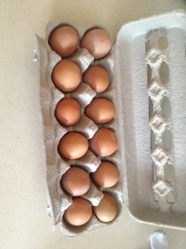 Isa Brown eggs are a thing of beauty.